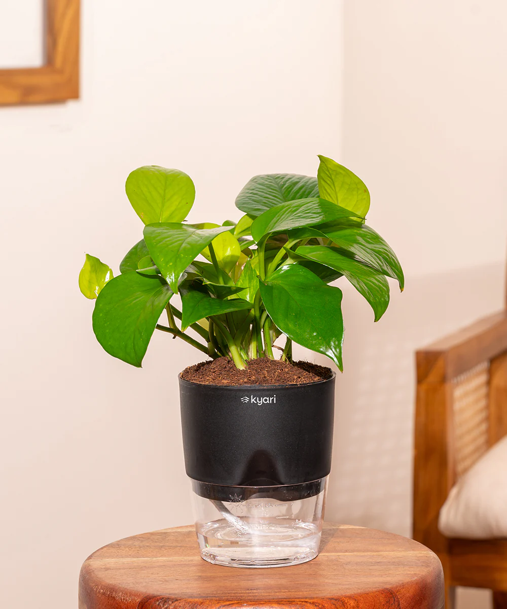 Golden Money Plant With Self Watering Pot - Image 13