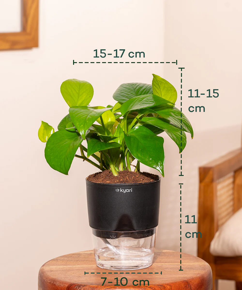 Golden Money Plant With Self Watering Pot - Image 15