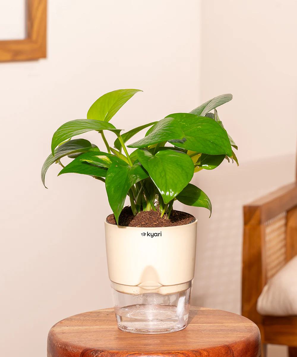 Golden Money Plant With Self Watering Pot - Image 19
