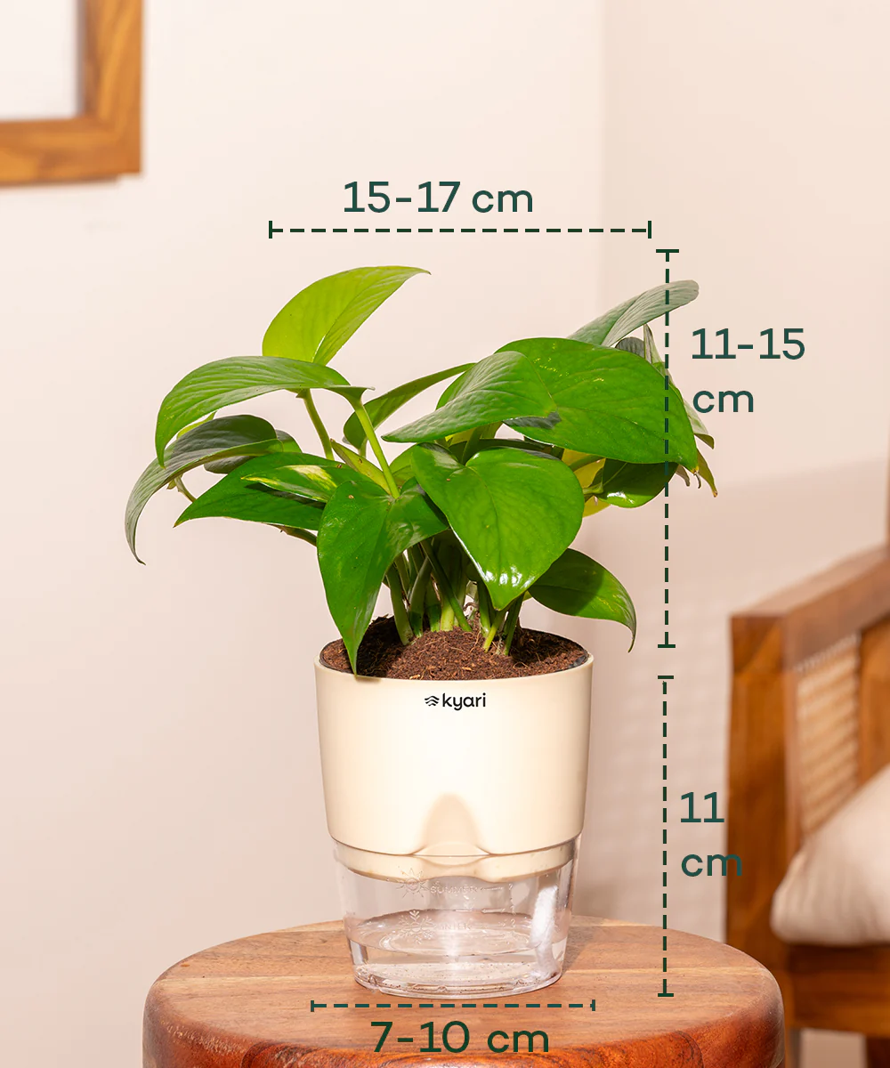 Golden Money Plant With Self Watering Pot - Image 21