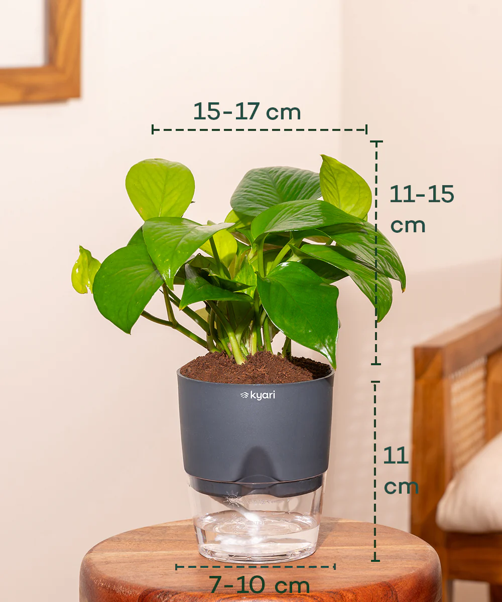 Golden Money Plant With Self Watering Pot - Image 27