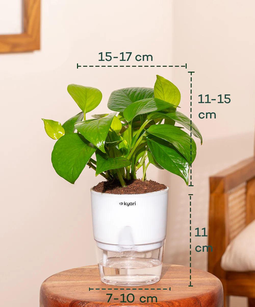 Golden Money Plant With Self Watering Pot - Image 3