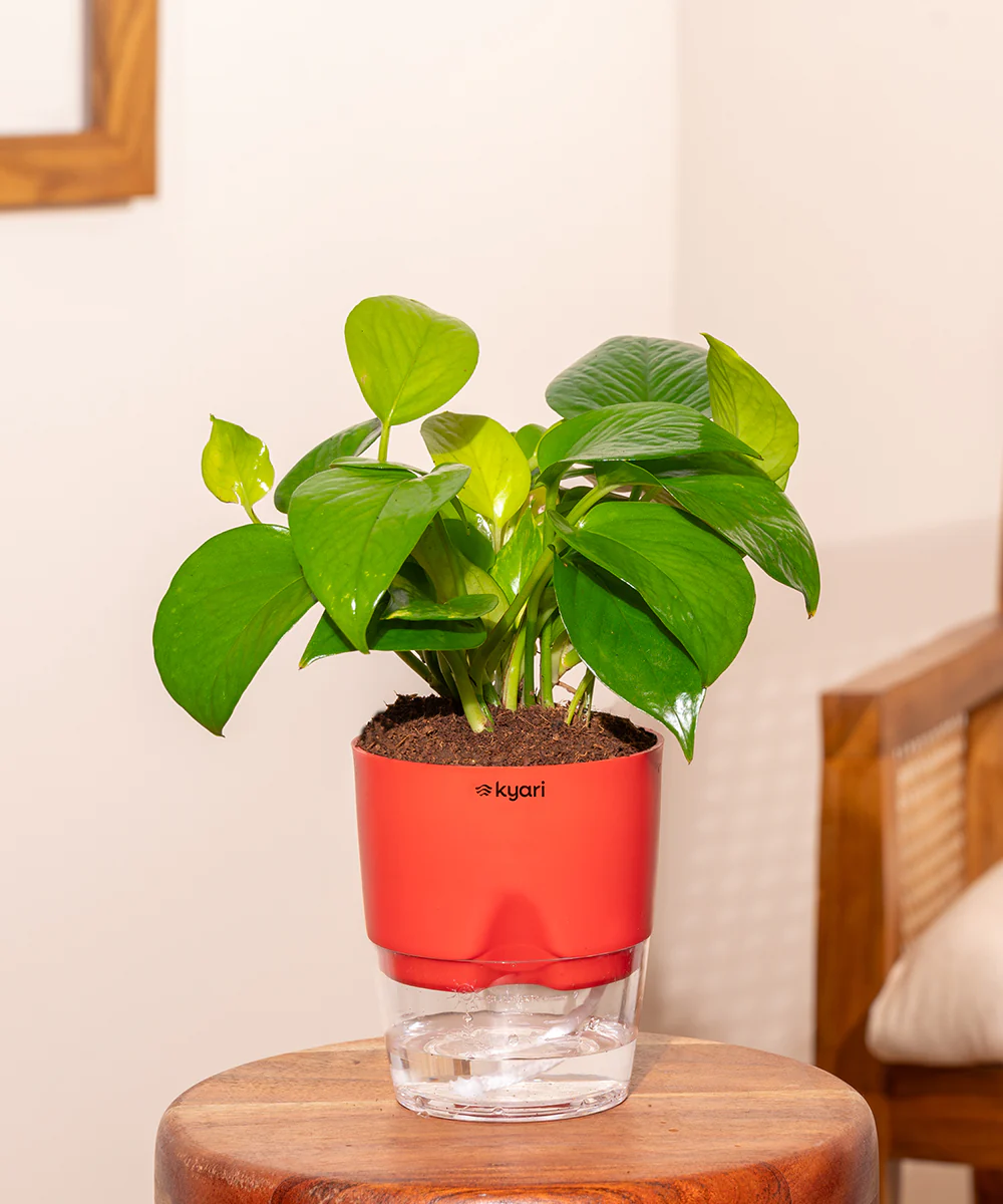 Golden Money Plant With Self Watering Pot - Image 31