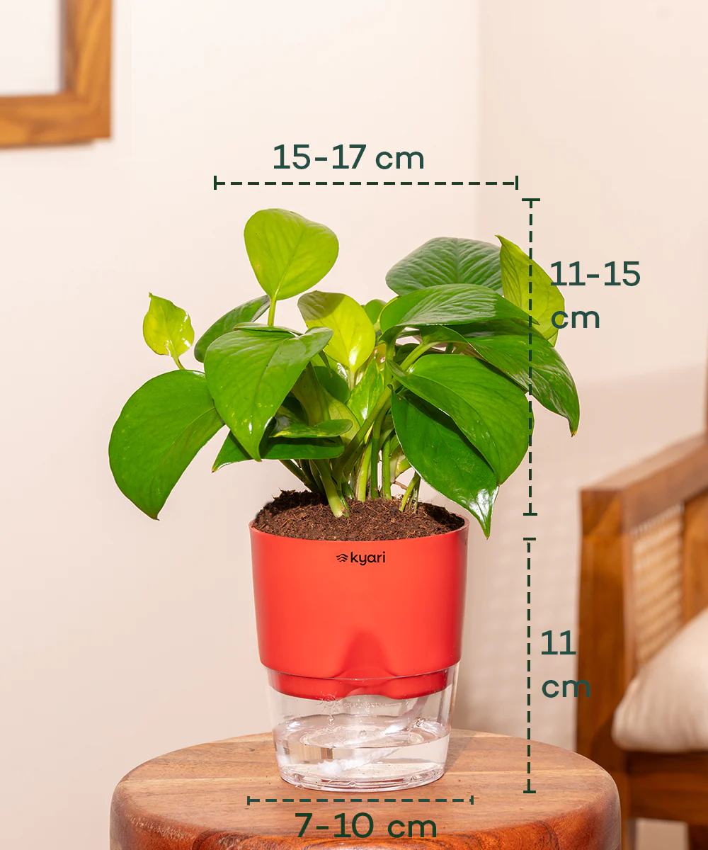 Golden Money Plant With Self Watering Pot - Image 33