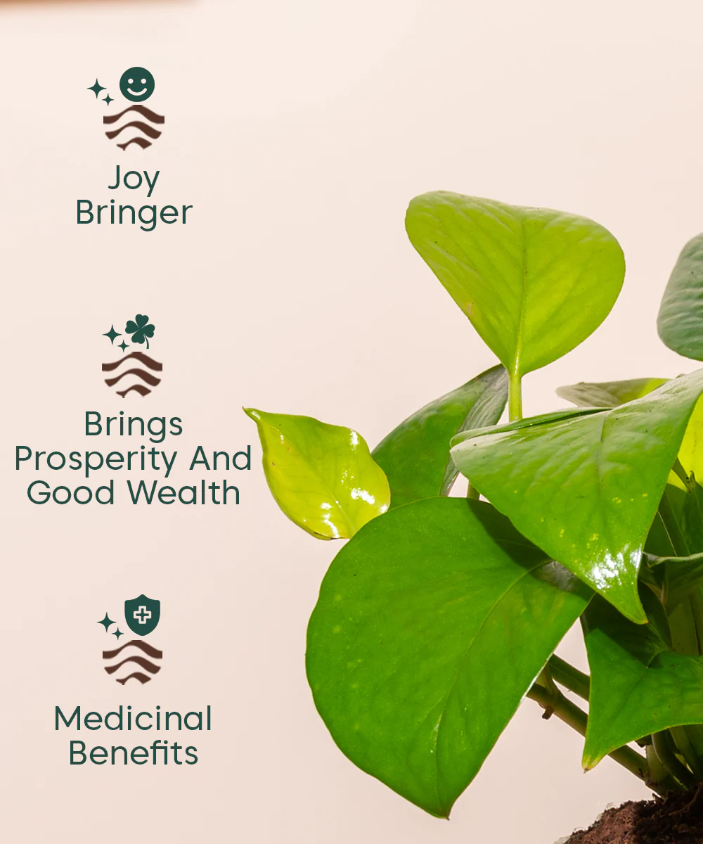 Golden Money Plant With Self Watering Pot - Image 34