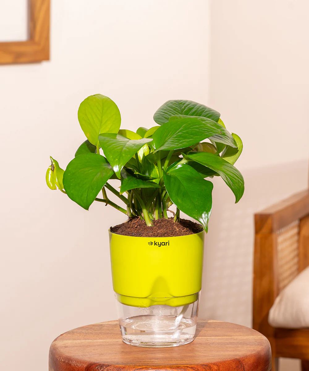 Golden Money Plant With Self Watering Pot - Image 7