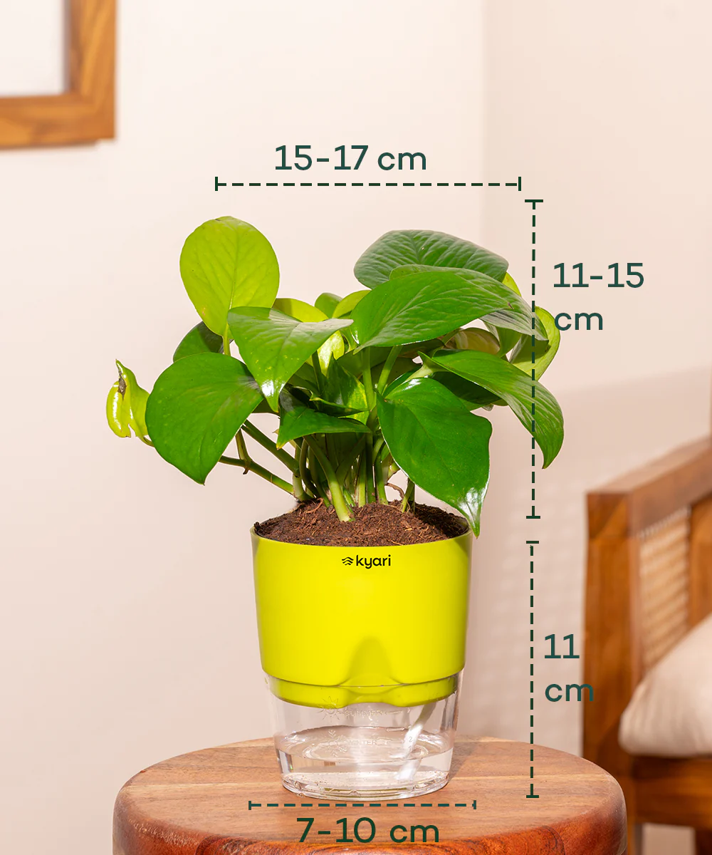 Golden Money Plant With Self Watering Pot - Image 9
