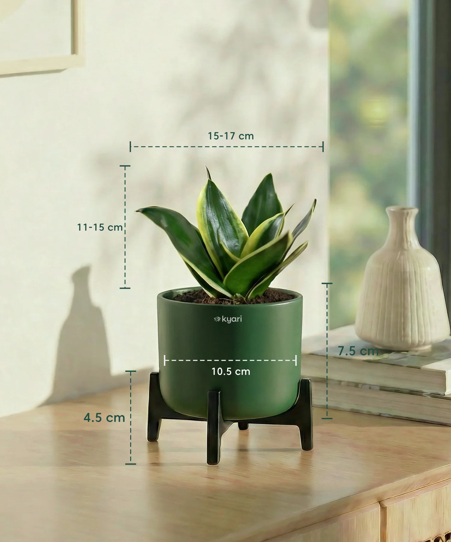 Golden Snake Plant with Aira Pot - Image 10