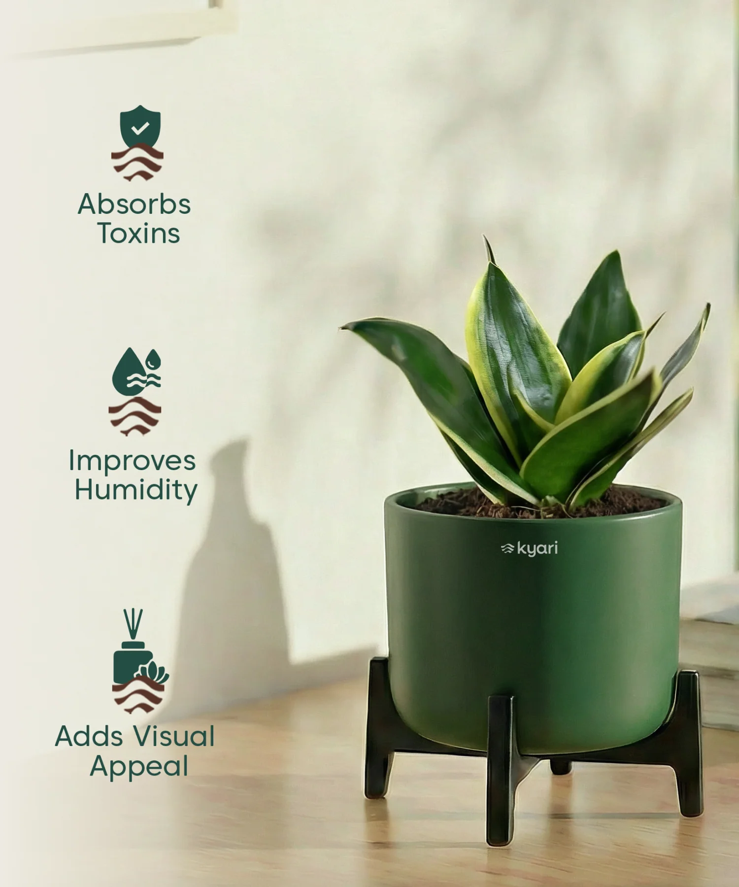 Golden Snake Plant with Aira Pot - Image 11