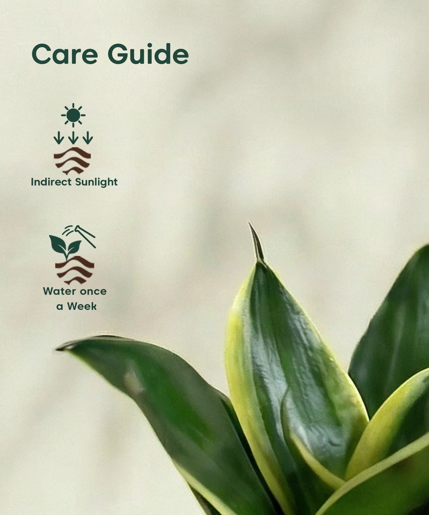 Golden Snake Plant with Aira Pot - Image 14