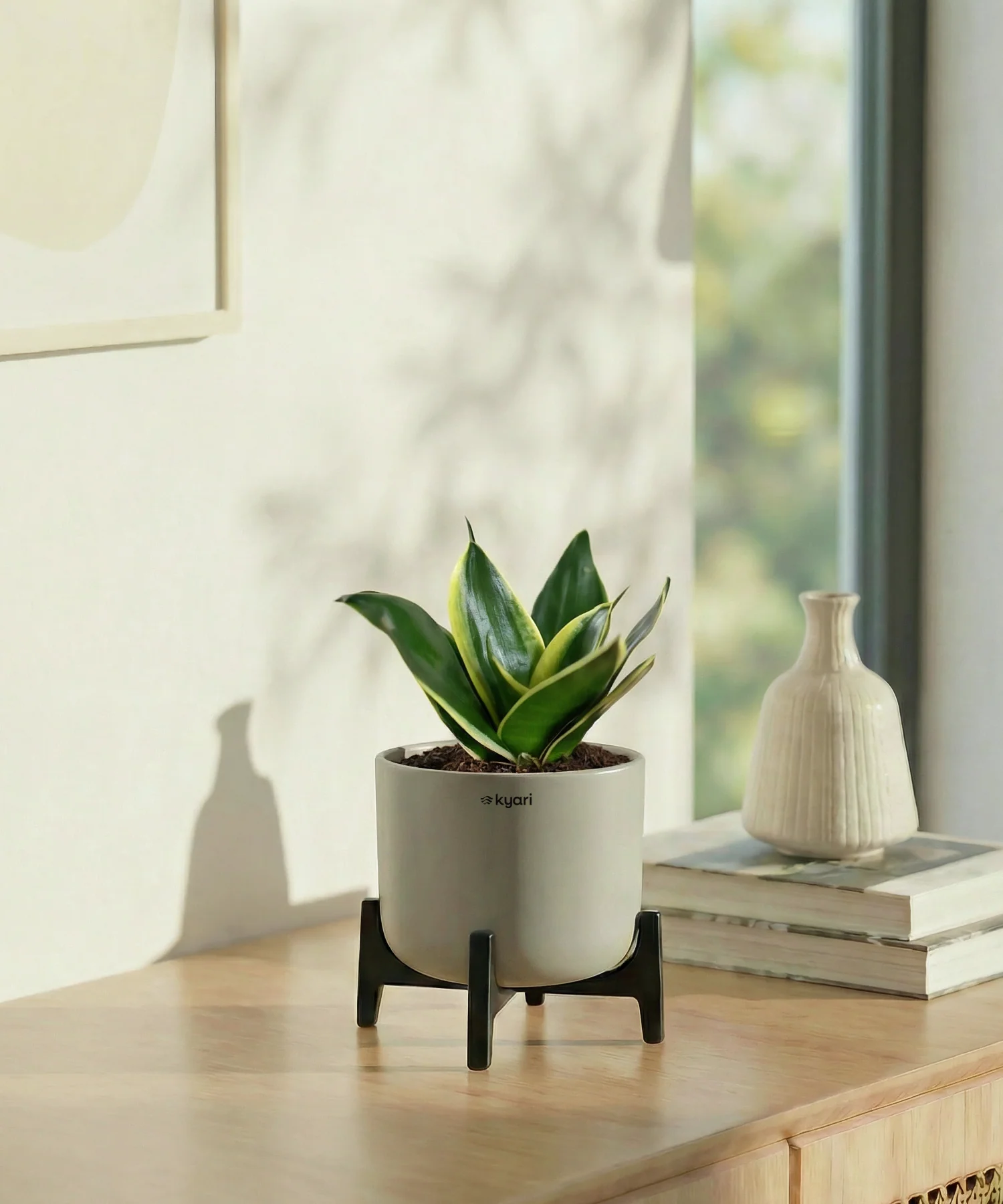 Golden Snake Plant with Aira Pot - Image 16