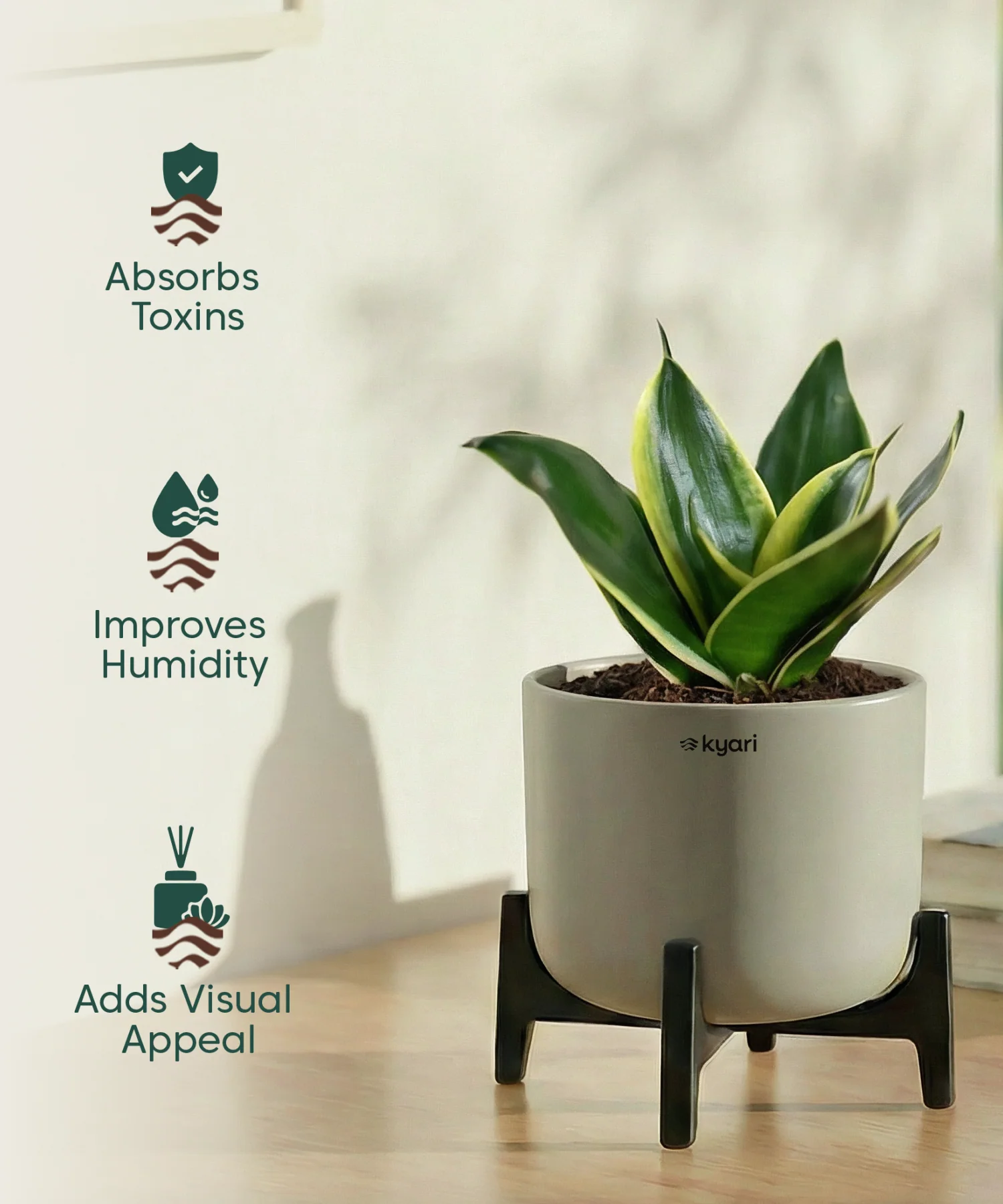 Golden Snake Plant with Aira Pot - Image 17