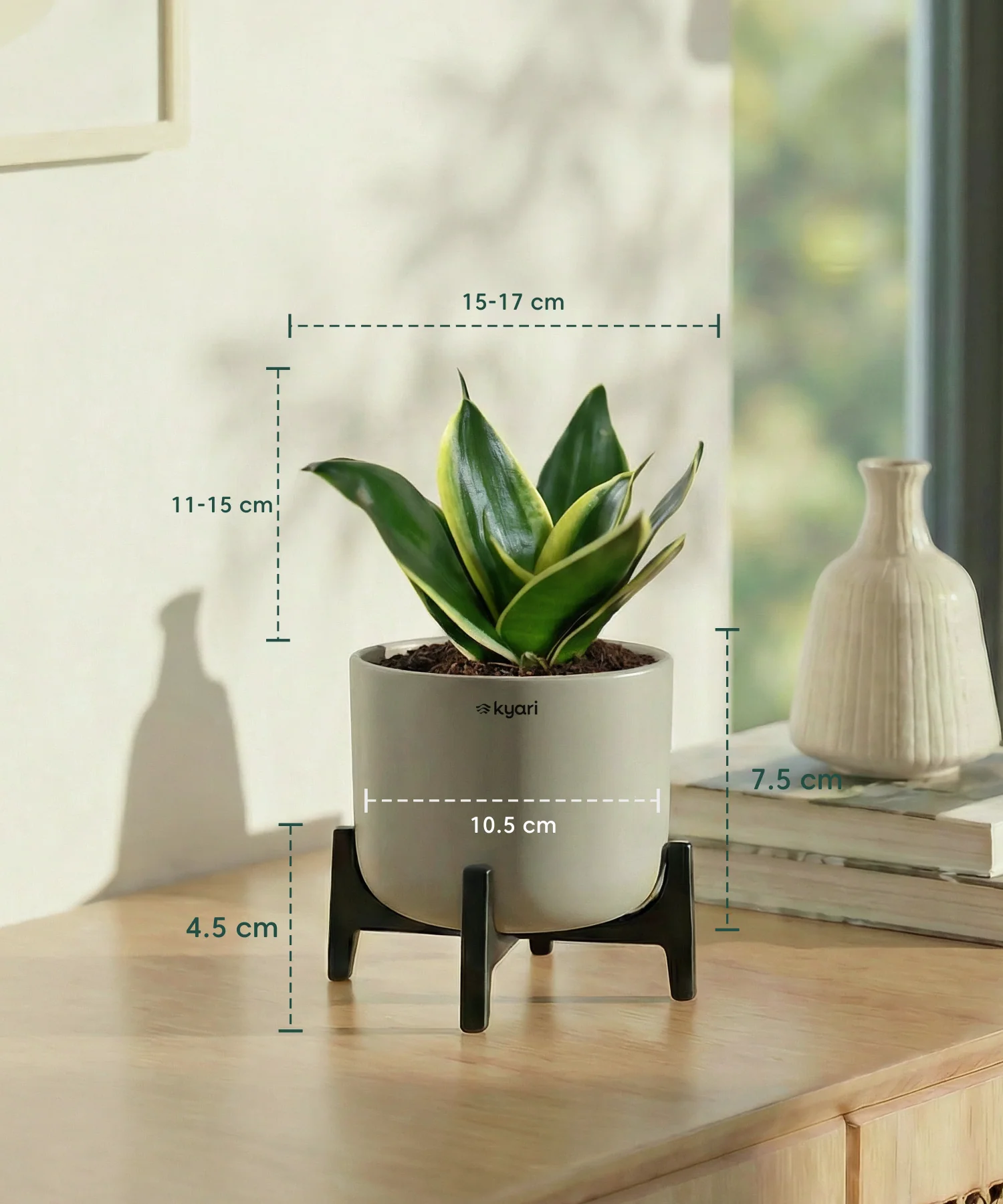 Golden Snake Plant with Aira Pot - Image 19