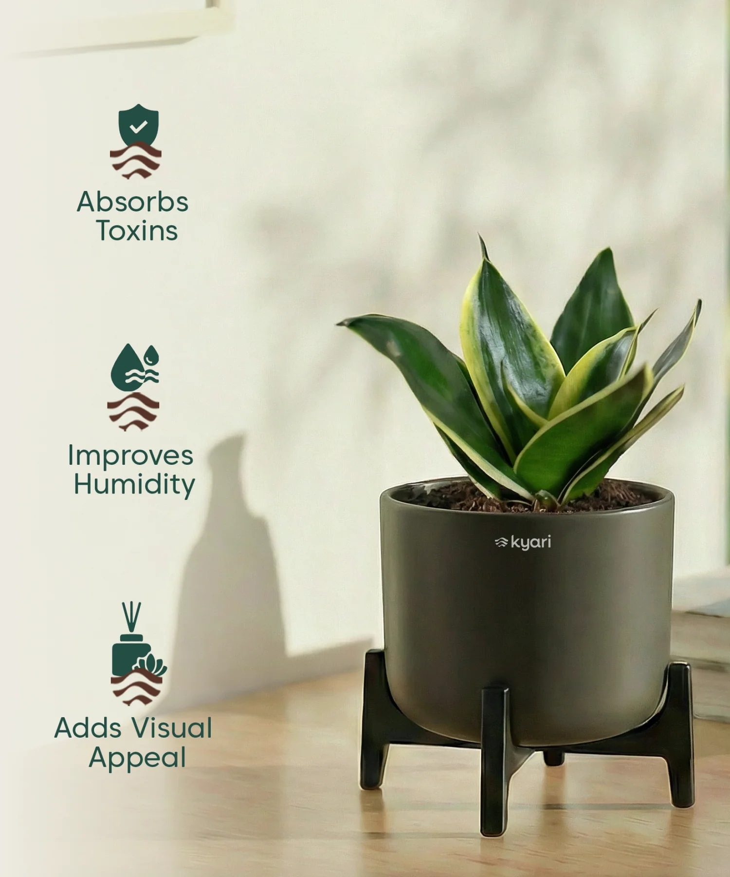 Golden Snake Plant with Aira Pot - Image 3