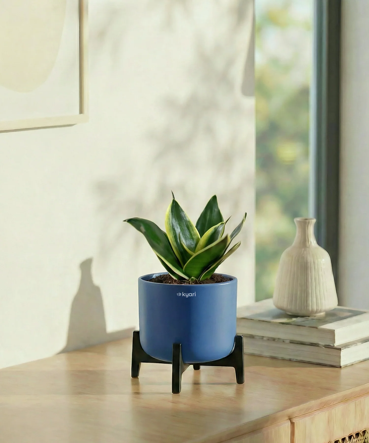 Golden Snake Plant with Aira Pot - Image 5