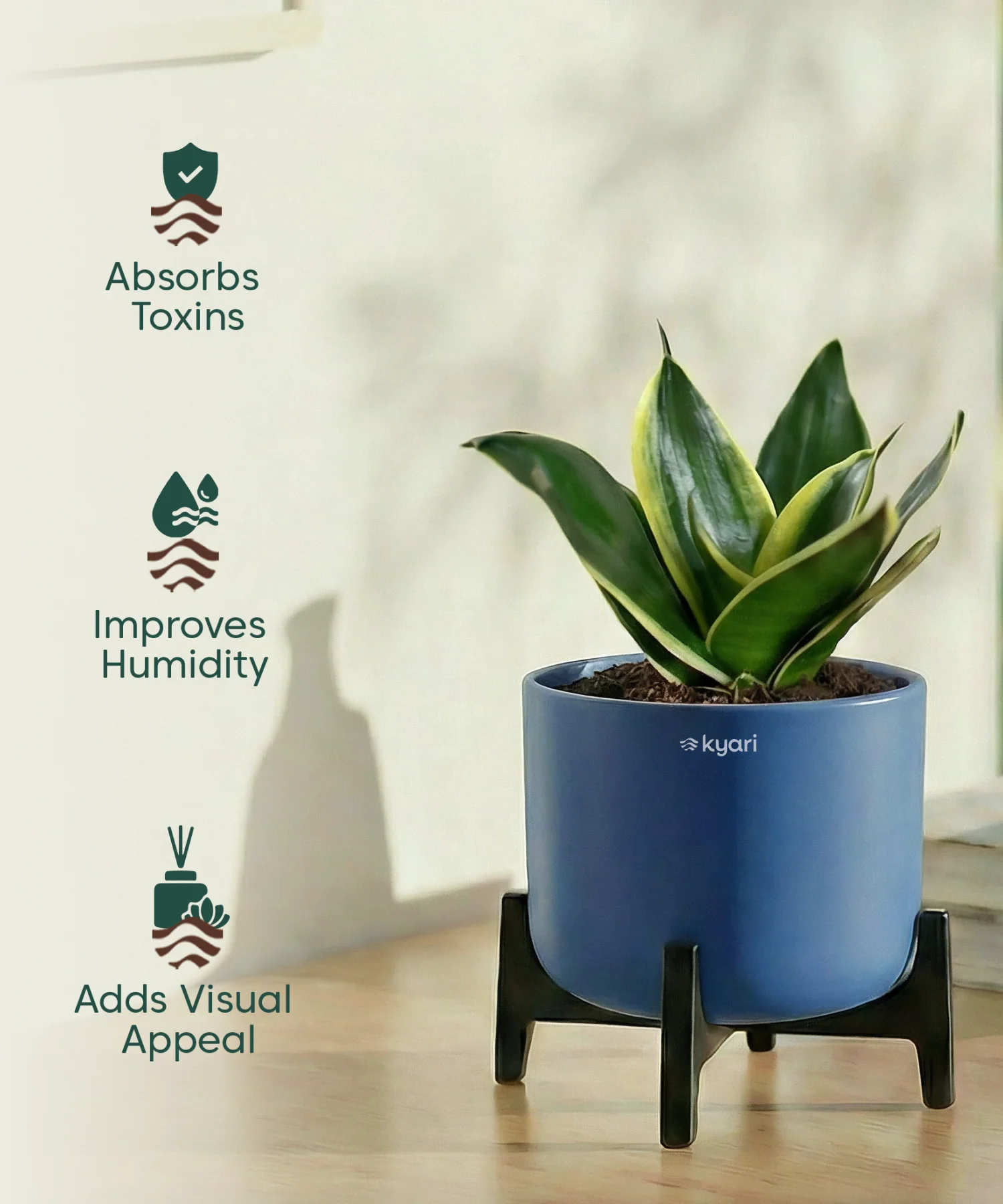 Golden Snake Plant with Aira Pot - Image 6