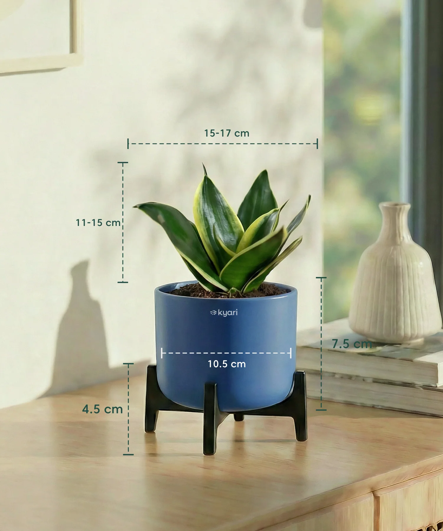 Golden Snake Plant with Aira Pot - Image 7