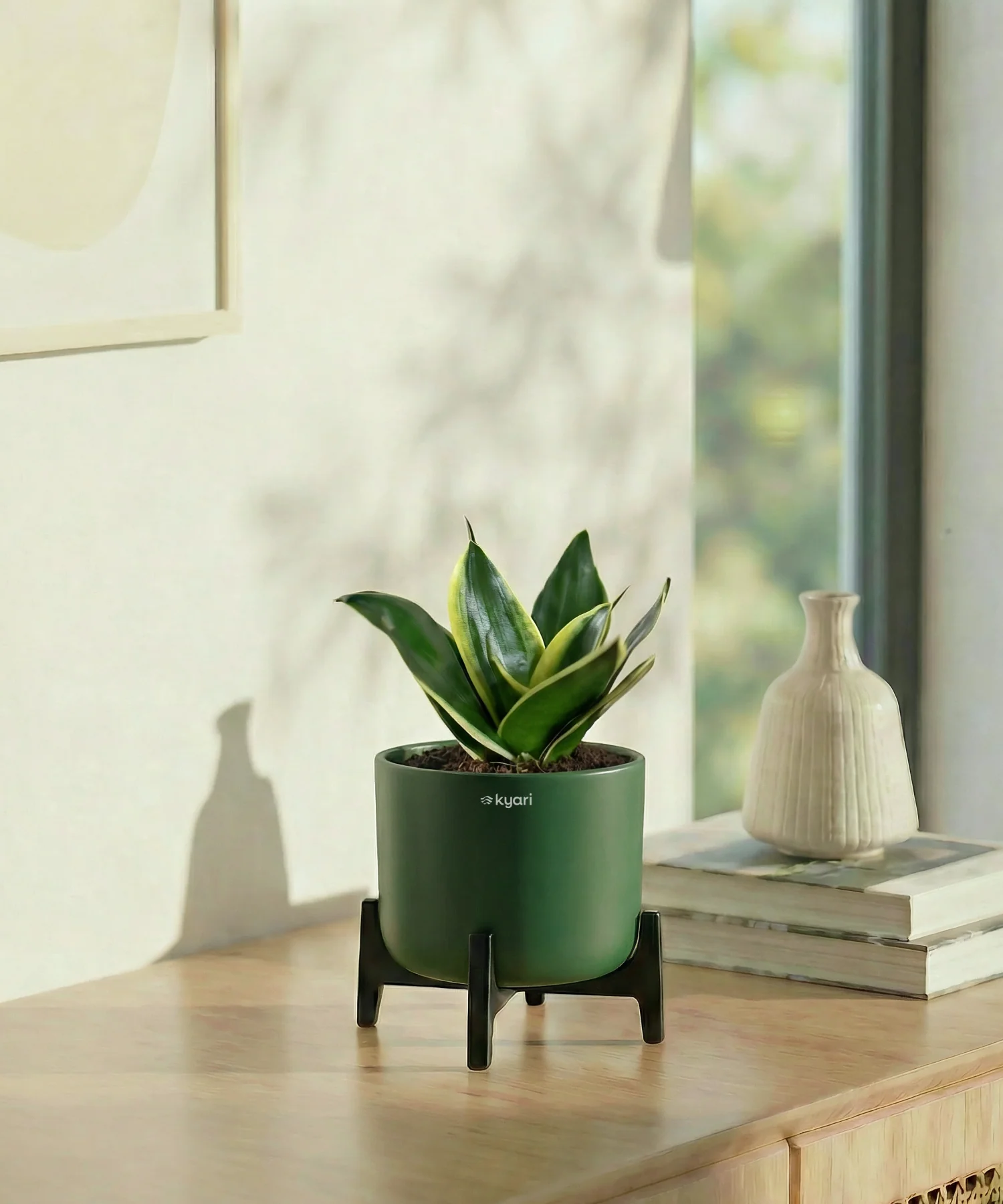 Golden Snake Plant with Aira Pot - Image 9