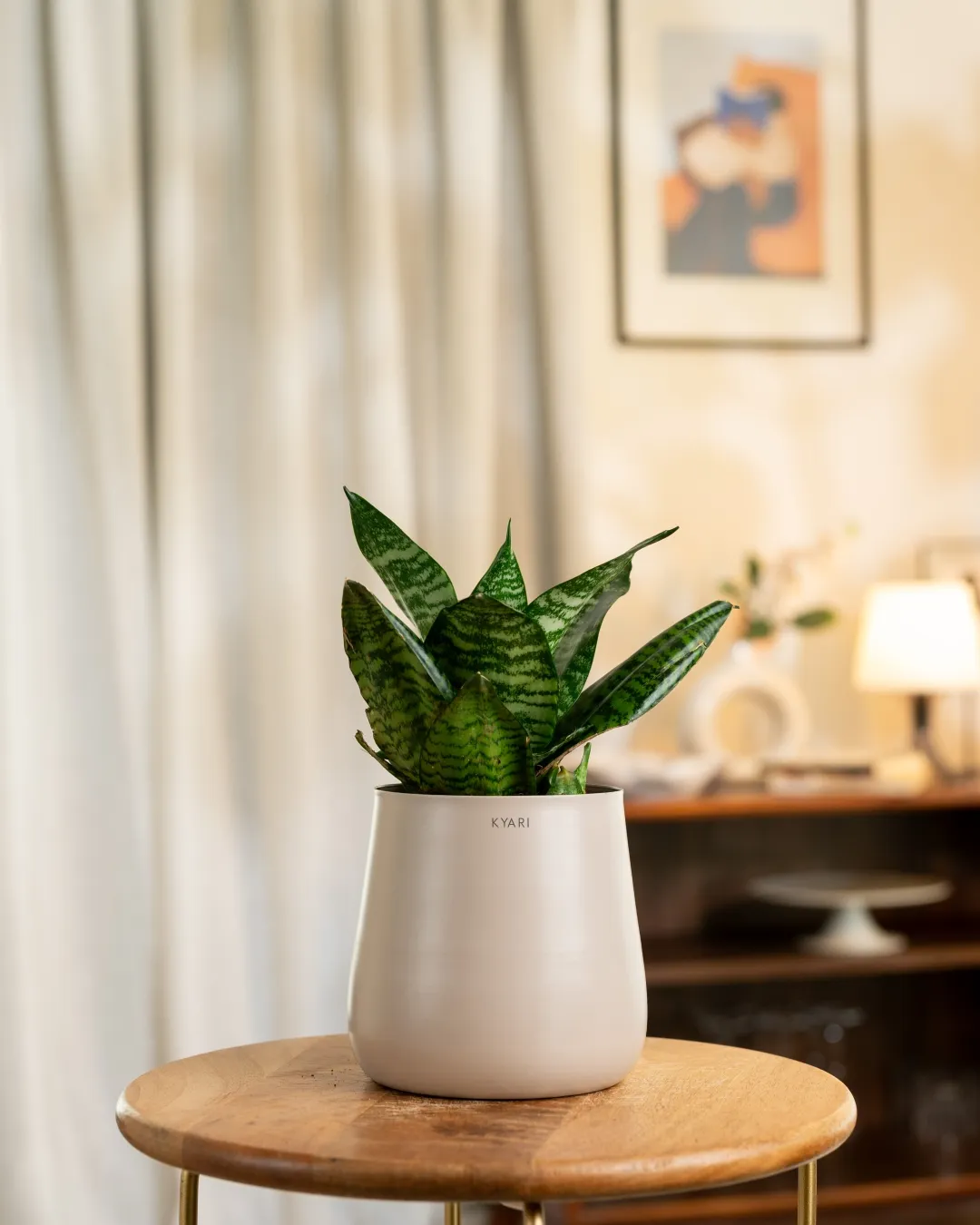 Green Snake Plant with Medium Self Watering Pot - Image 13