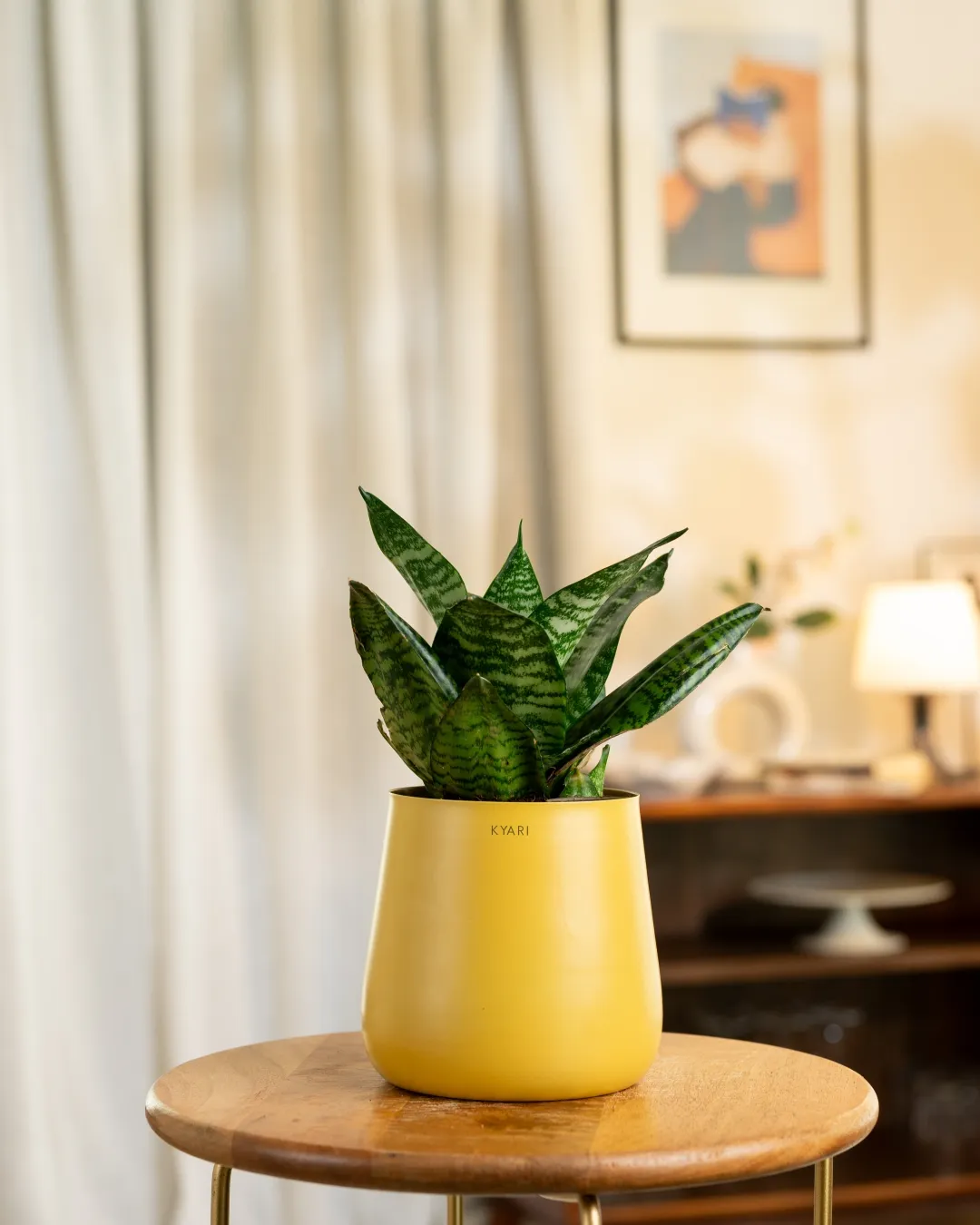 Green Snake Plant with Medium Self Watering Pot - Image 19