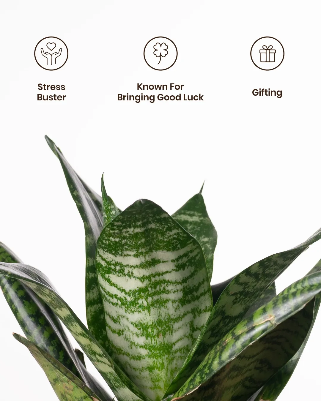 Green Snake Plant with Medium Self Watering Pot - Image 20