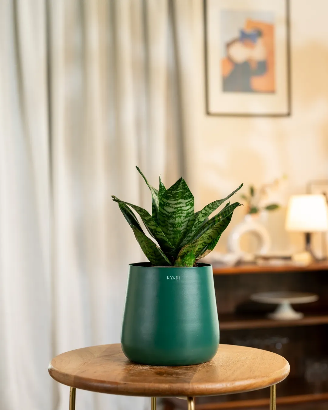 Green Snake Plant with Medium Self Watering Pot - Image 25