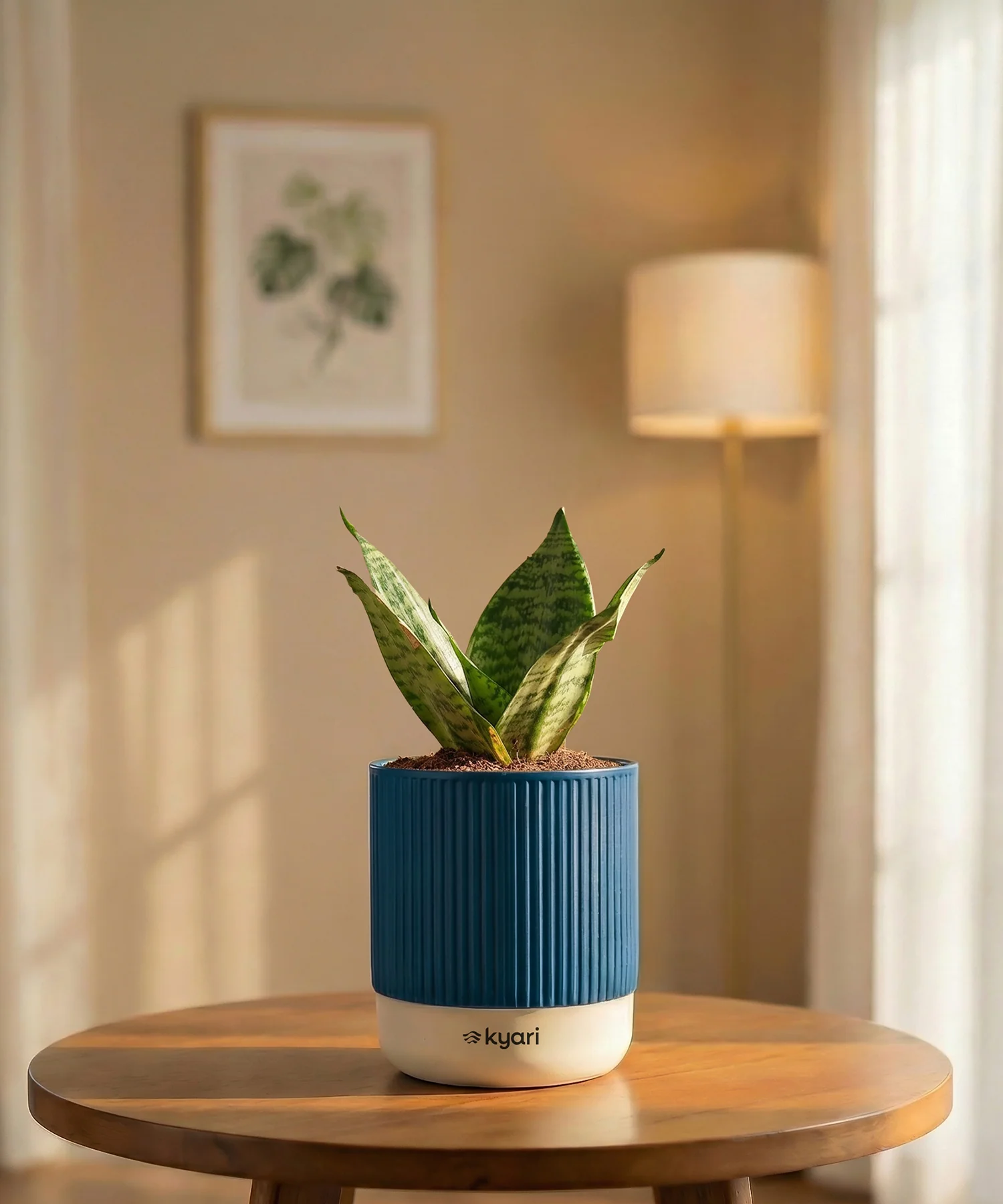 Green Snake Plant with Medium Self Watering Pot - Image 31