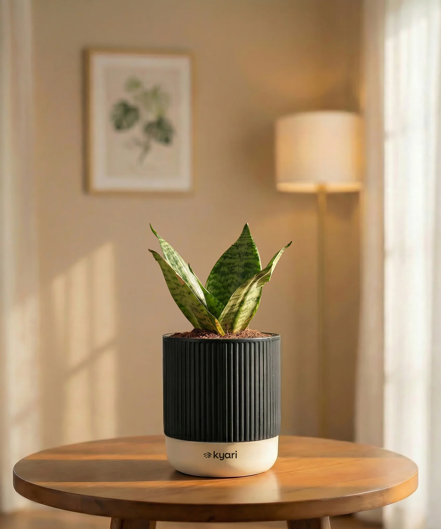 Green Snake Plant with Medium Self Watering Pot - Image 32