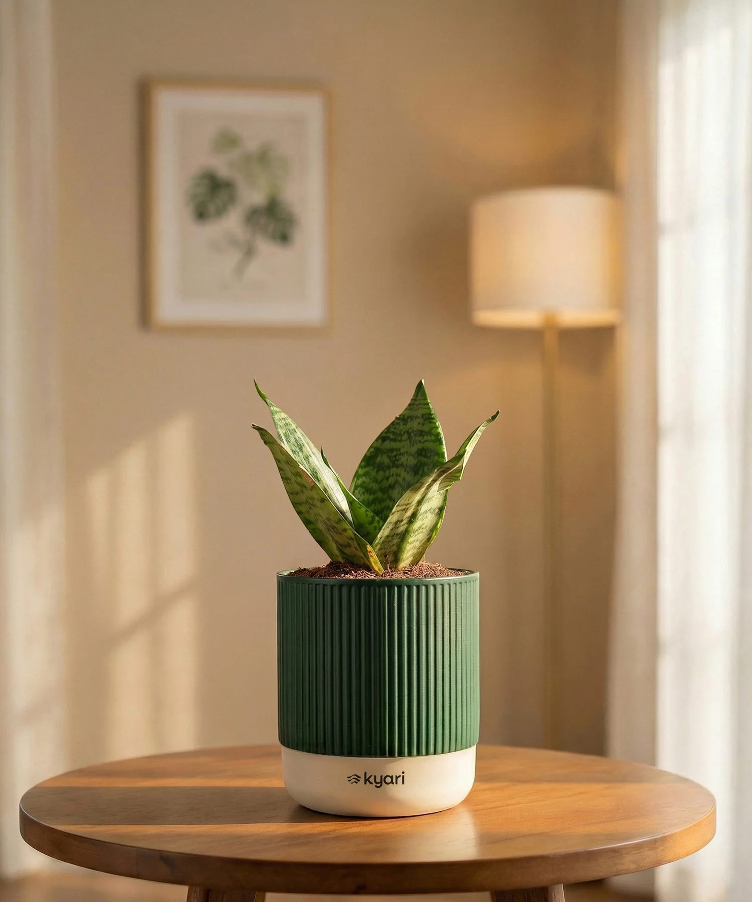 Green Snake Plant with Medium Self Watering Pot - Image 33
