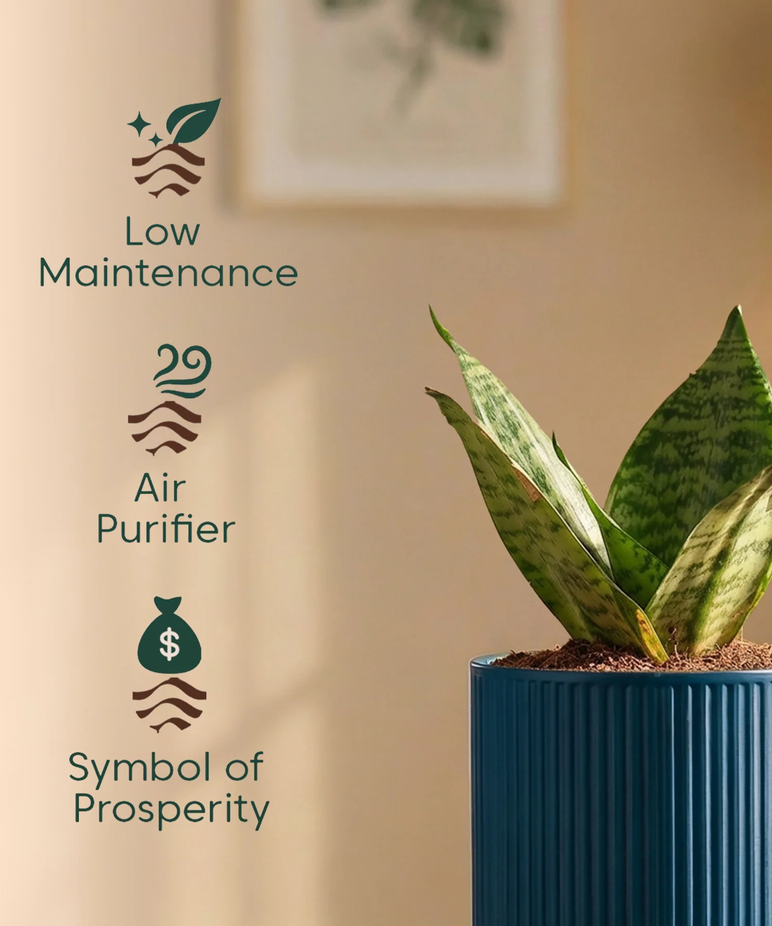 Green Snake Plant with Medium Self Watering Pot - Image 35