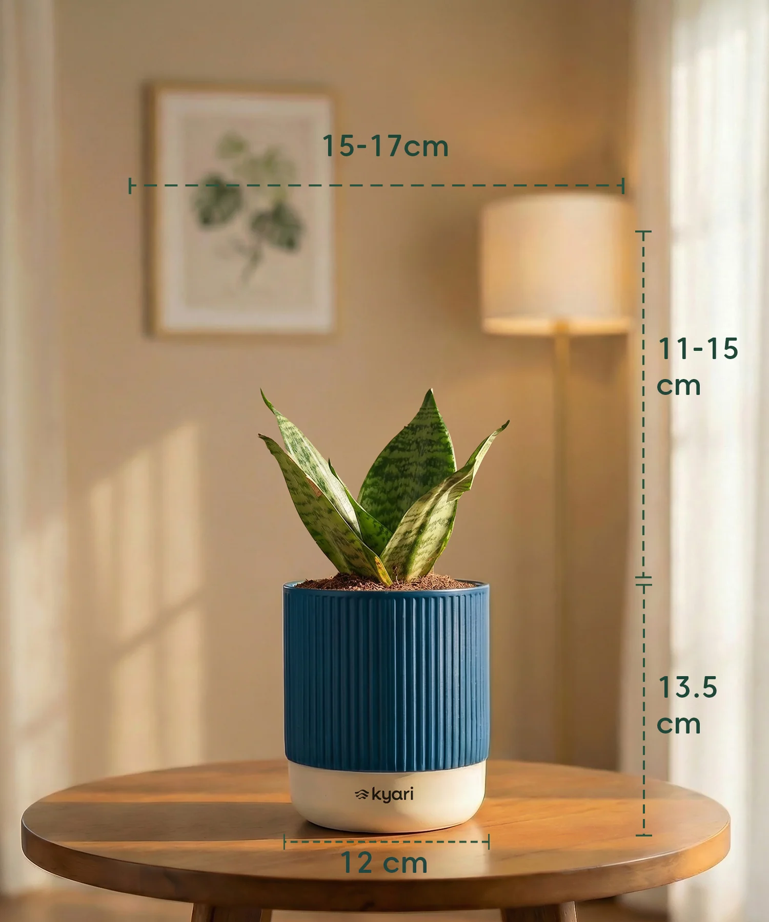Green Snake Plant with Medium Self Watering Pot - Image 36