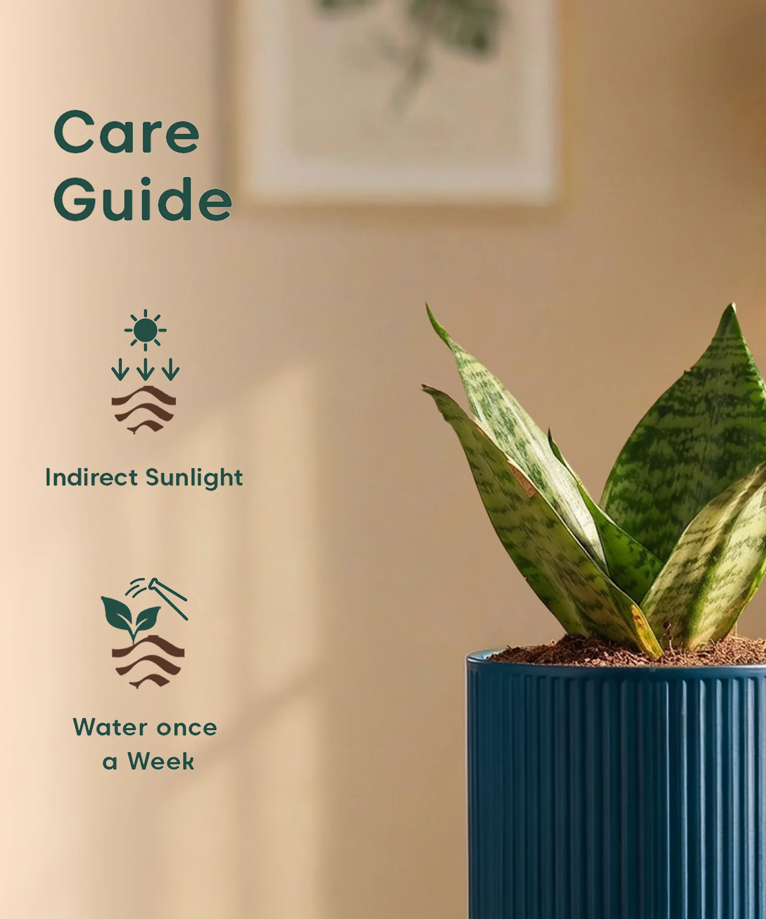 Green Snake Plant with Medium Self Watering Pot - Image 37