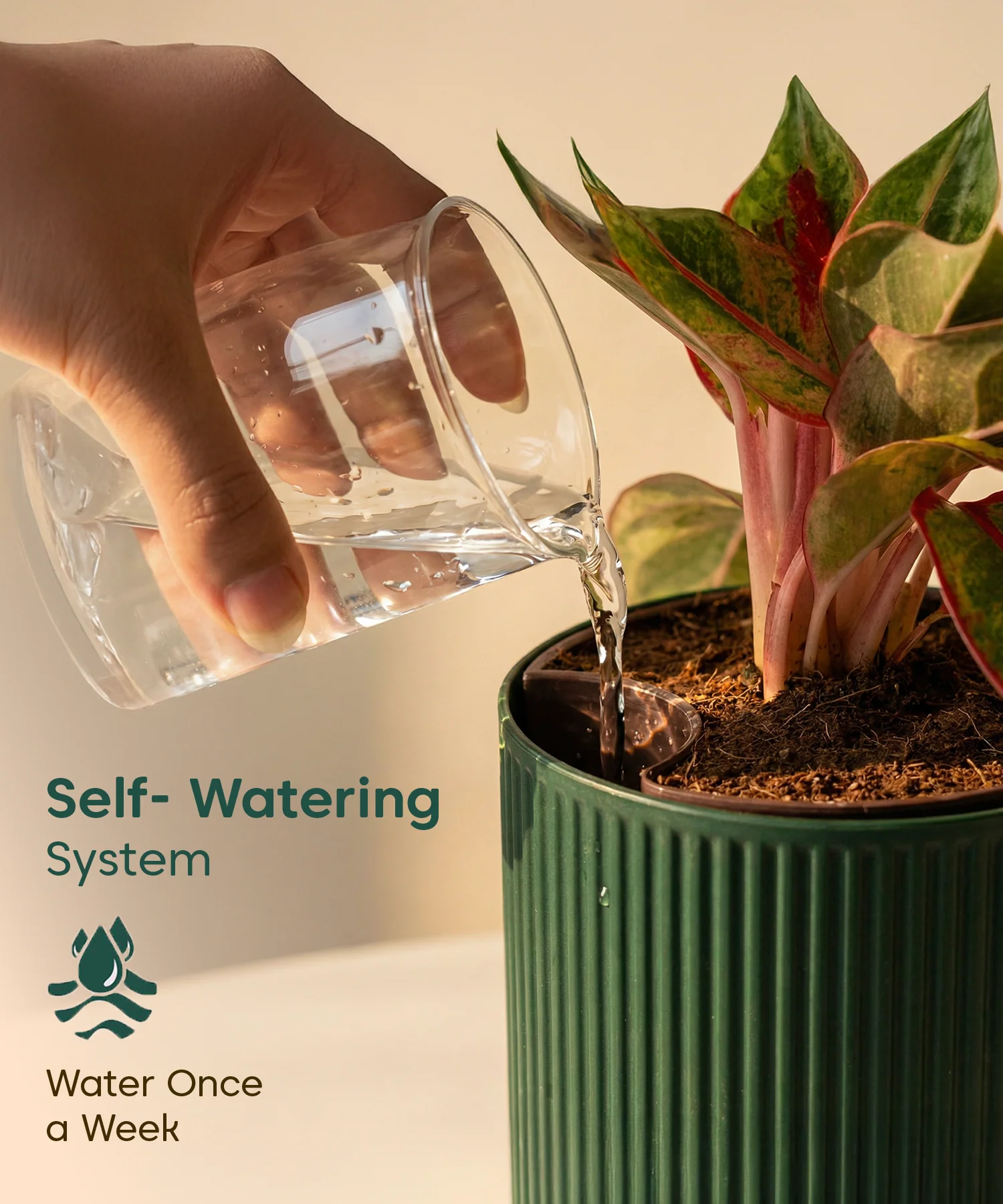 Green Snake Plant with Medium Self Watering Pot - Image 38