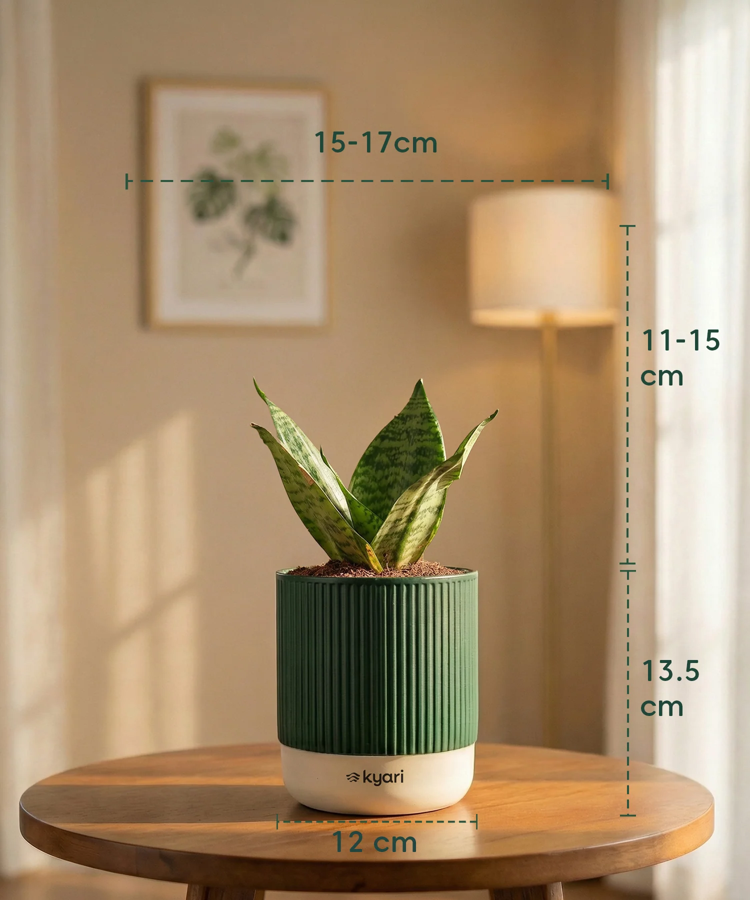 Green Snake Plant with Medium Self Watering Pot - Image 39