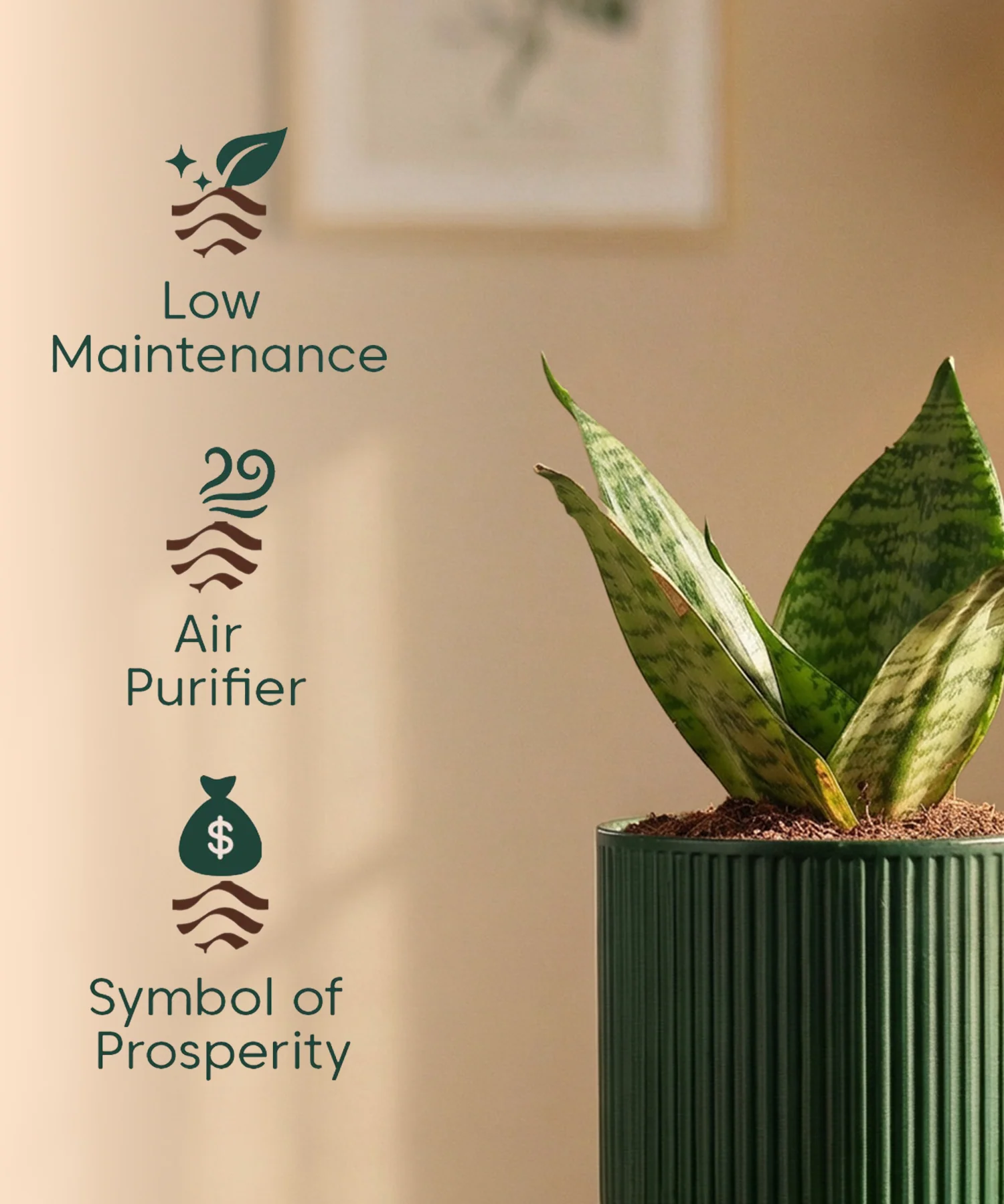 Green Snake Plant with Medium Self Watering Pot - Image 40