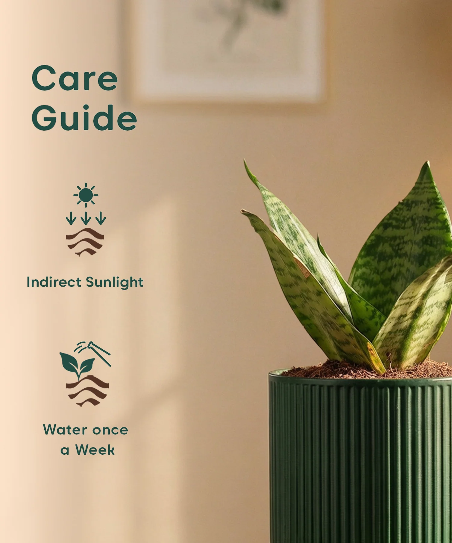 Green Snake Plant with Medium Self Watering Pot - Image 41