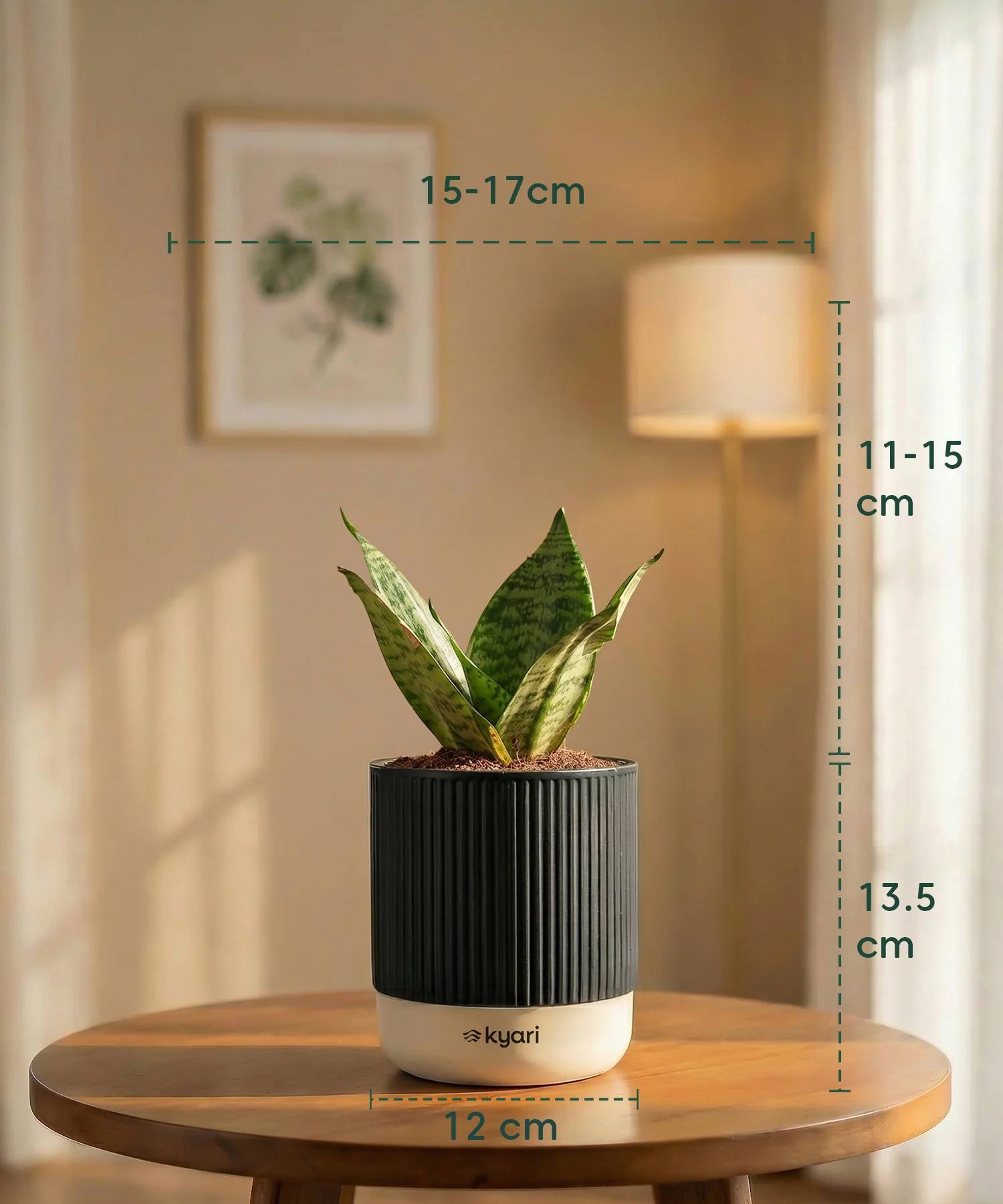 Green Snake Plant with Medium Self Watering Pot - Image 43
