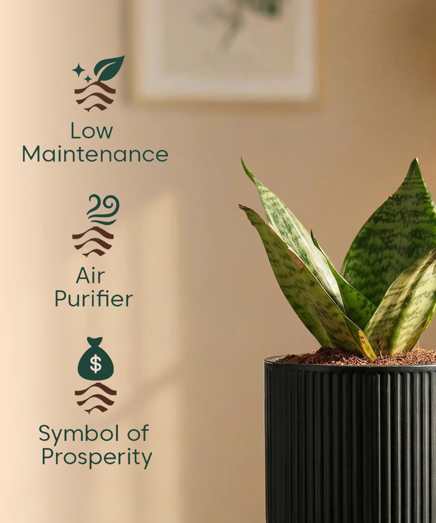 Green Snake Plant with Medium Self Watering Pot - Image 44