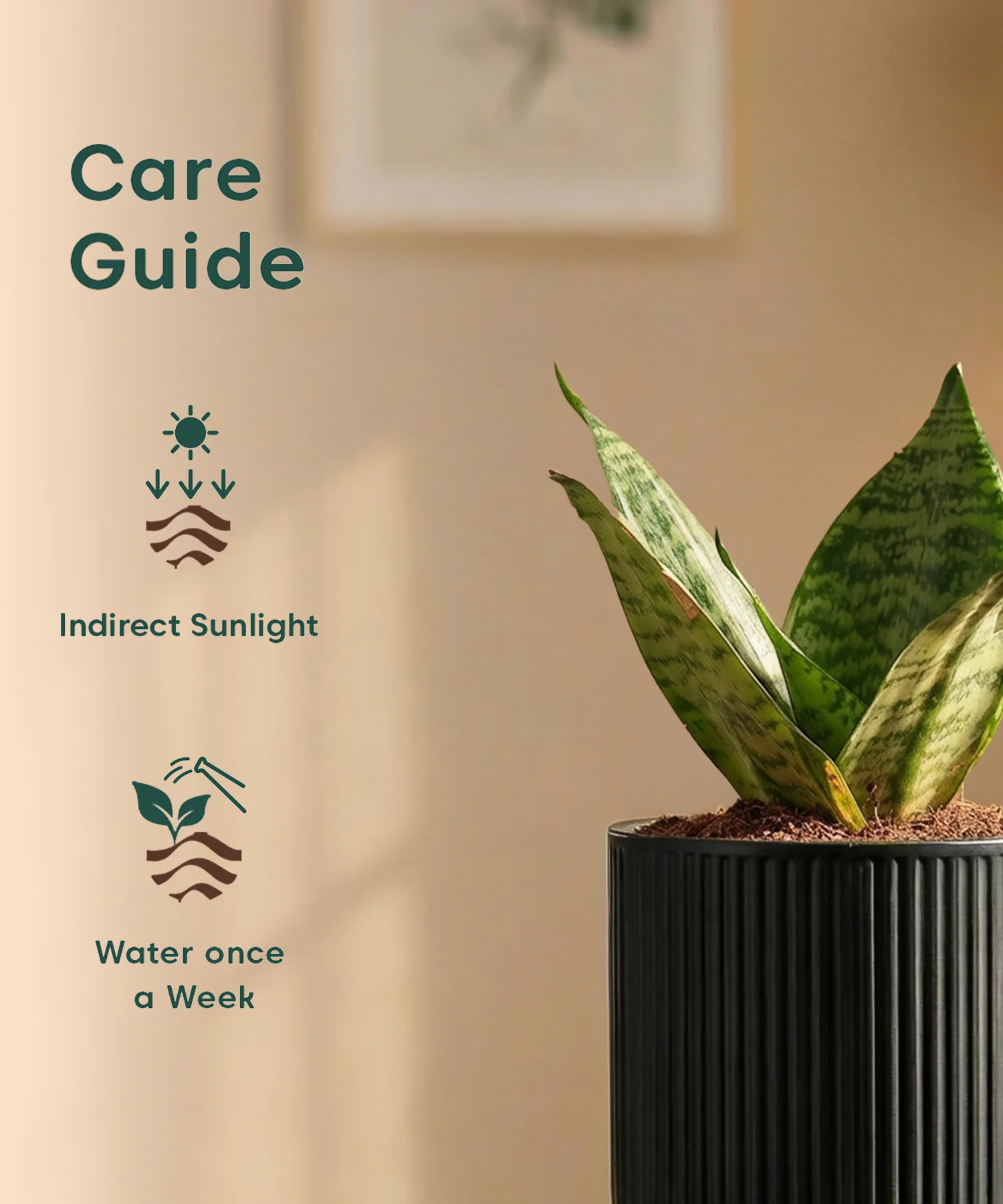 Green Snake Plant with Medium Self Watering Pot - Image 45