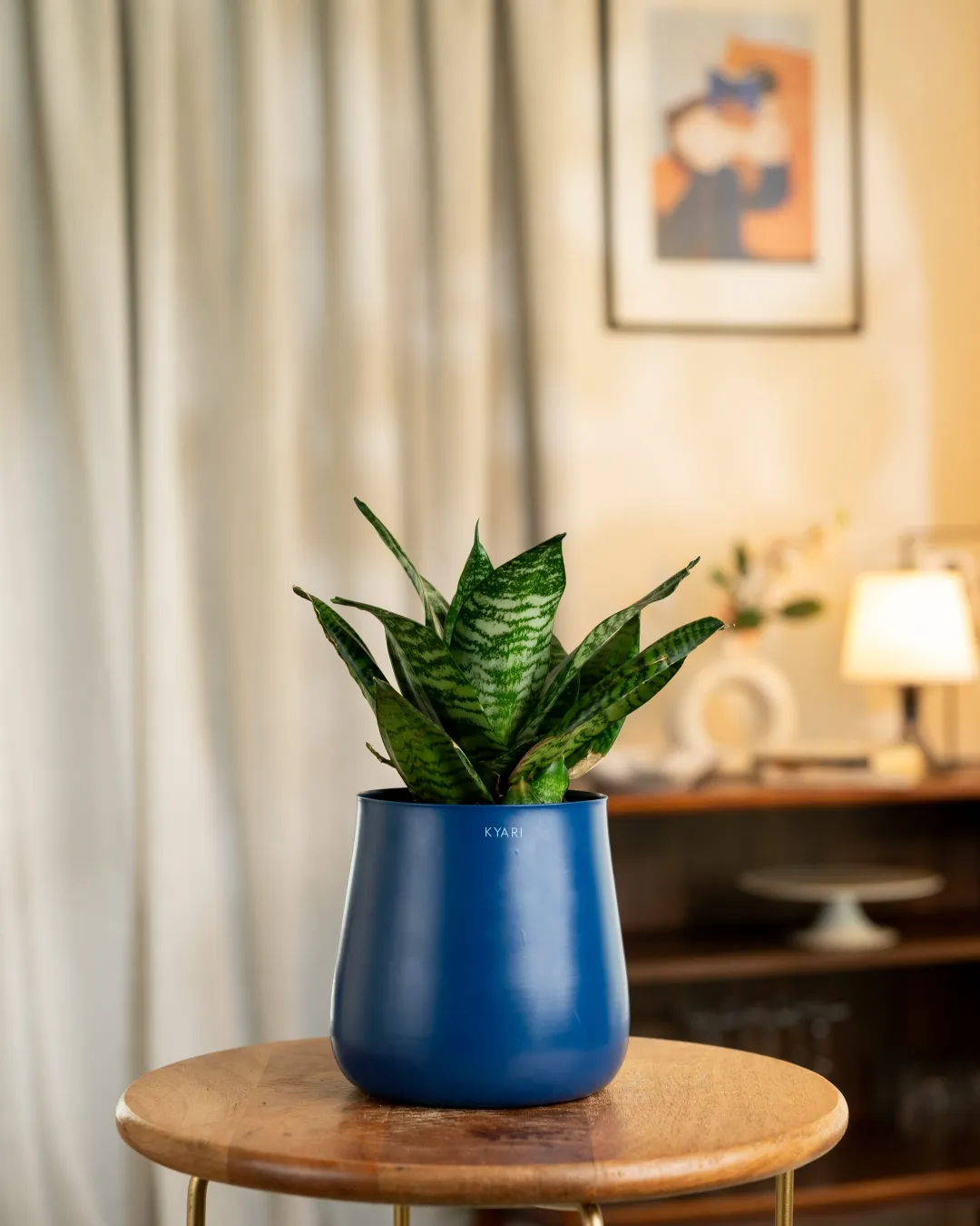 Green Snake Plant with Medium Self Watering Pot - Image 7