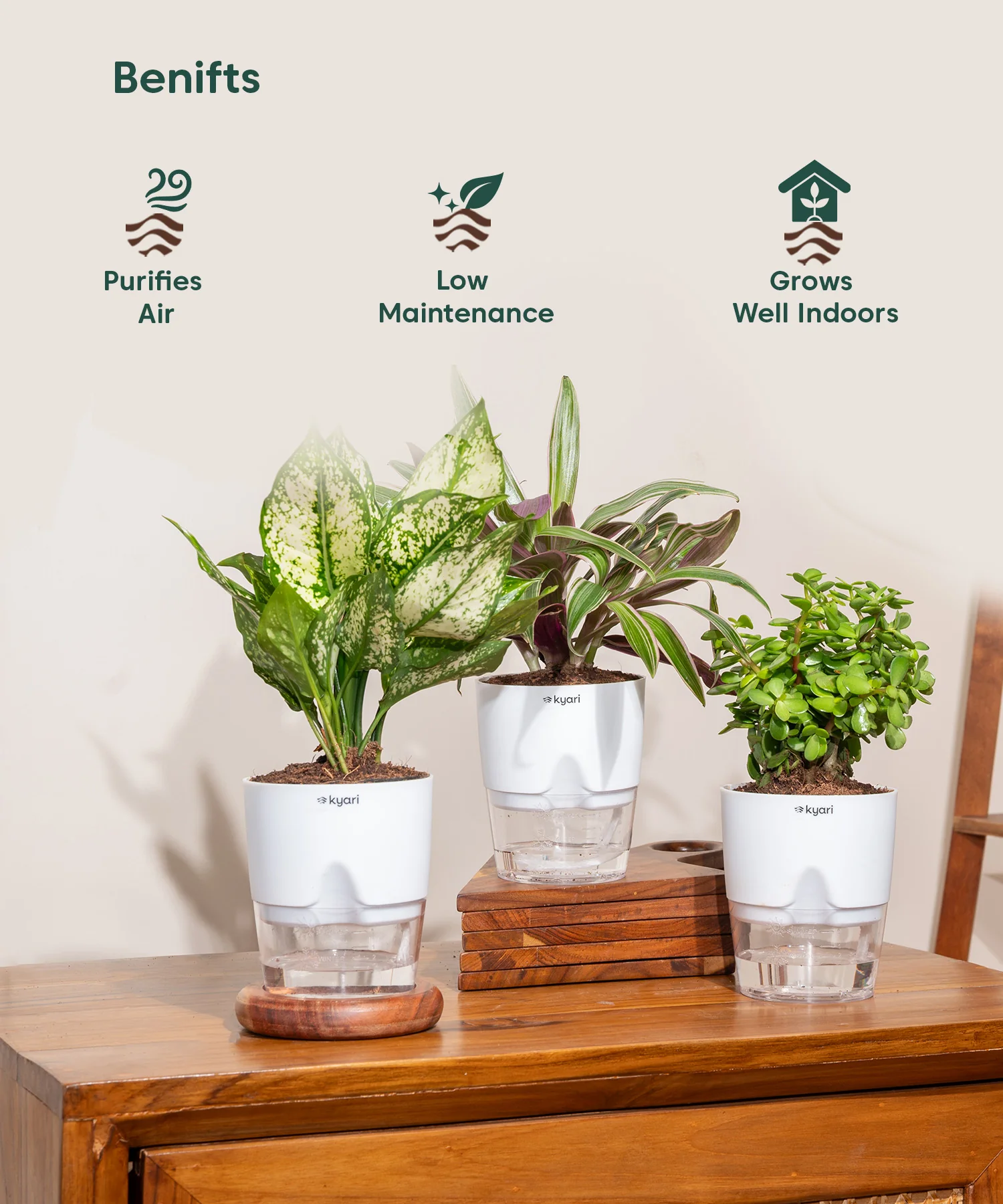 Indoor Green Plant Combo – Set of 3 - Image 3