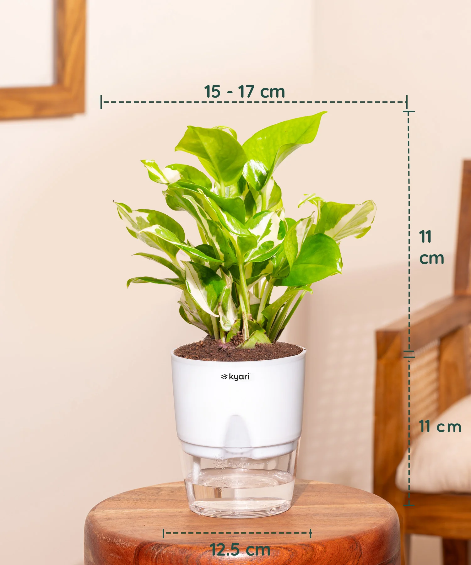 Indoor Green Plant Combo – Set of 3 - Image 4