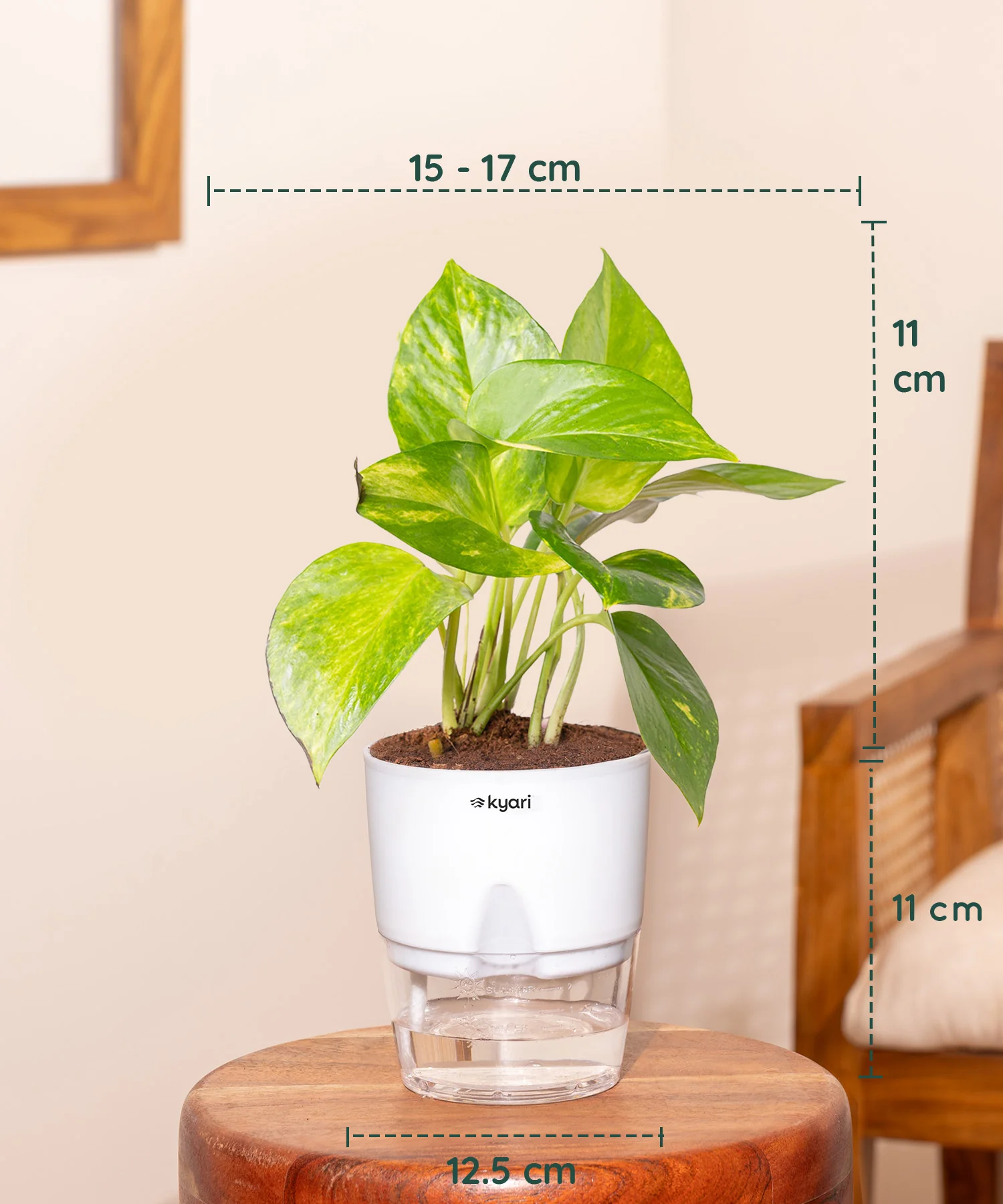 Indoor Green Plant Combo – Set of 3 - Image 5