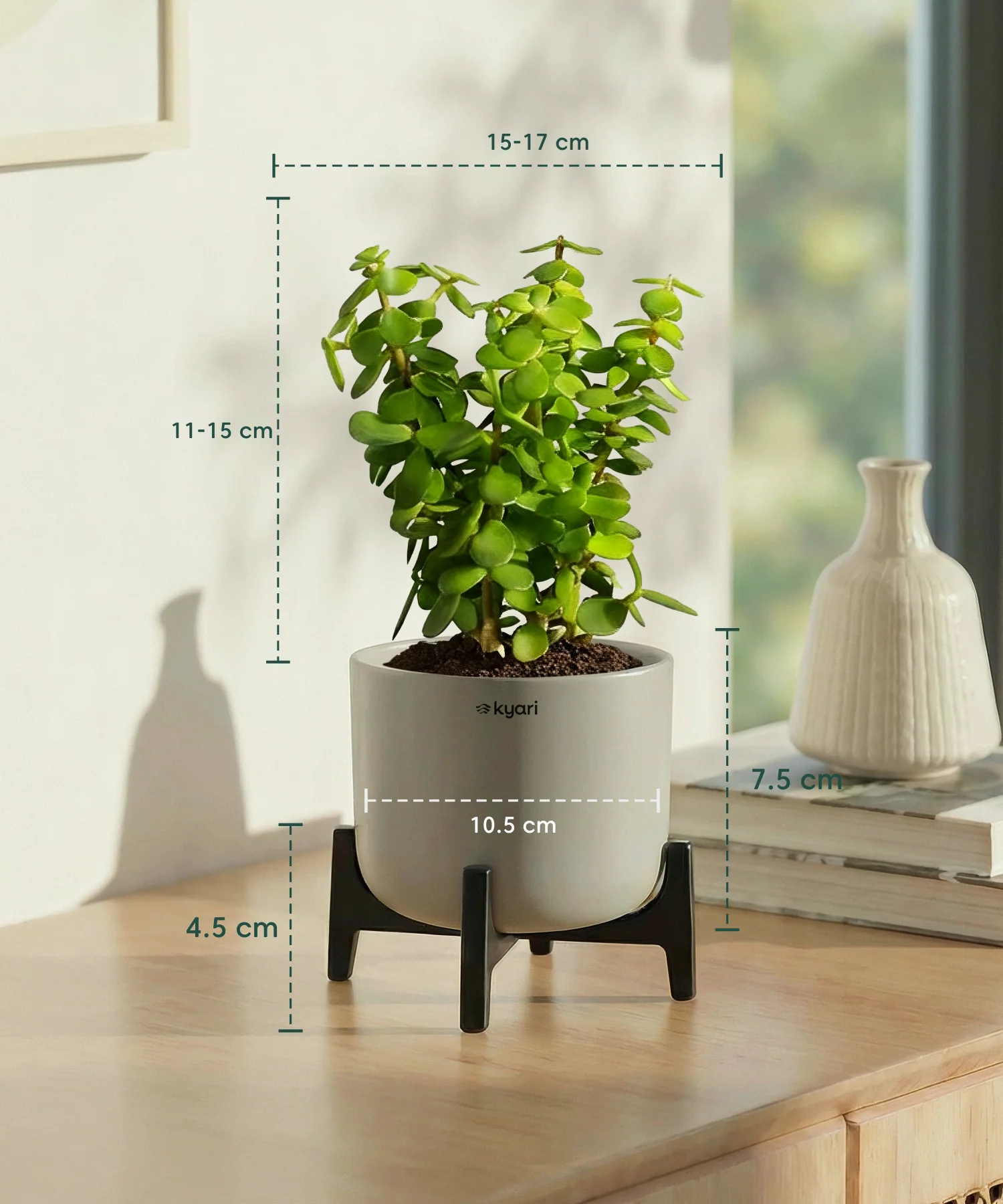Jade Plant with Aira Pot for corporate - Image 11