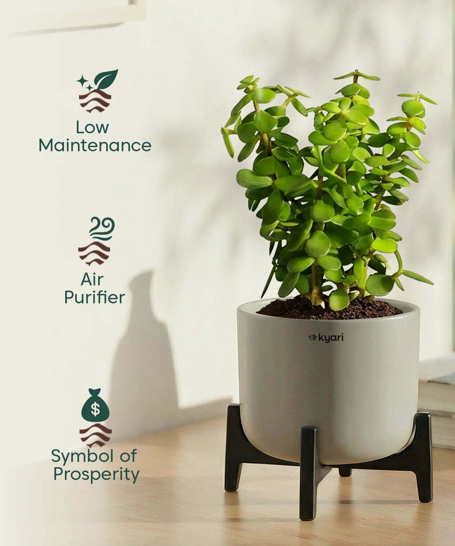 Jade Plant with Aira Pot for corporate - Image 12