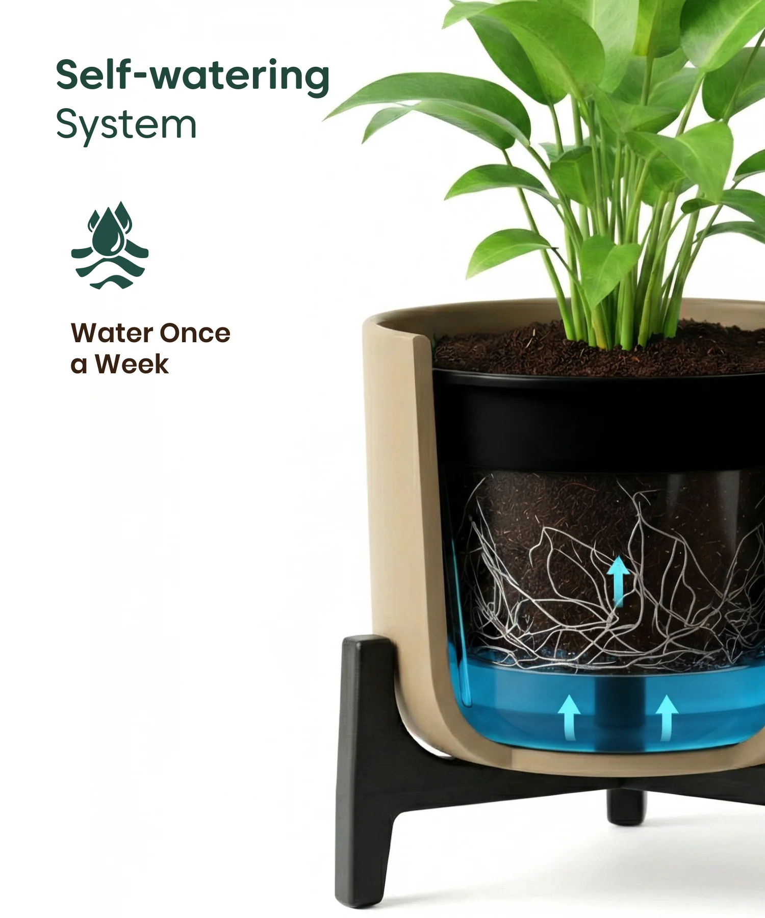 Jade Plant with Aira Pot for corporate - Image 14