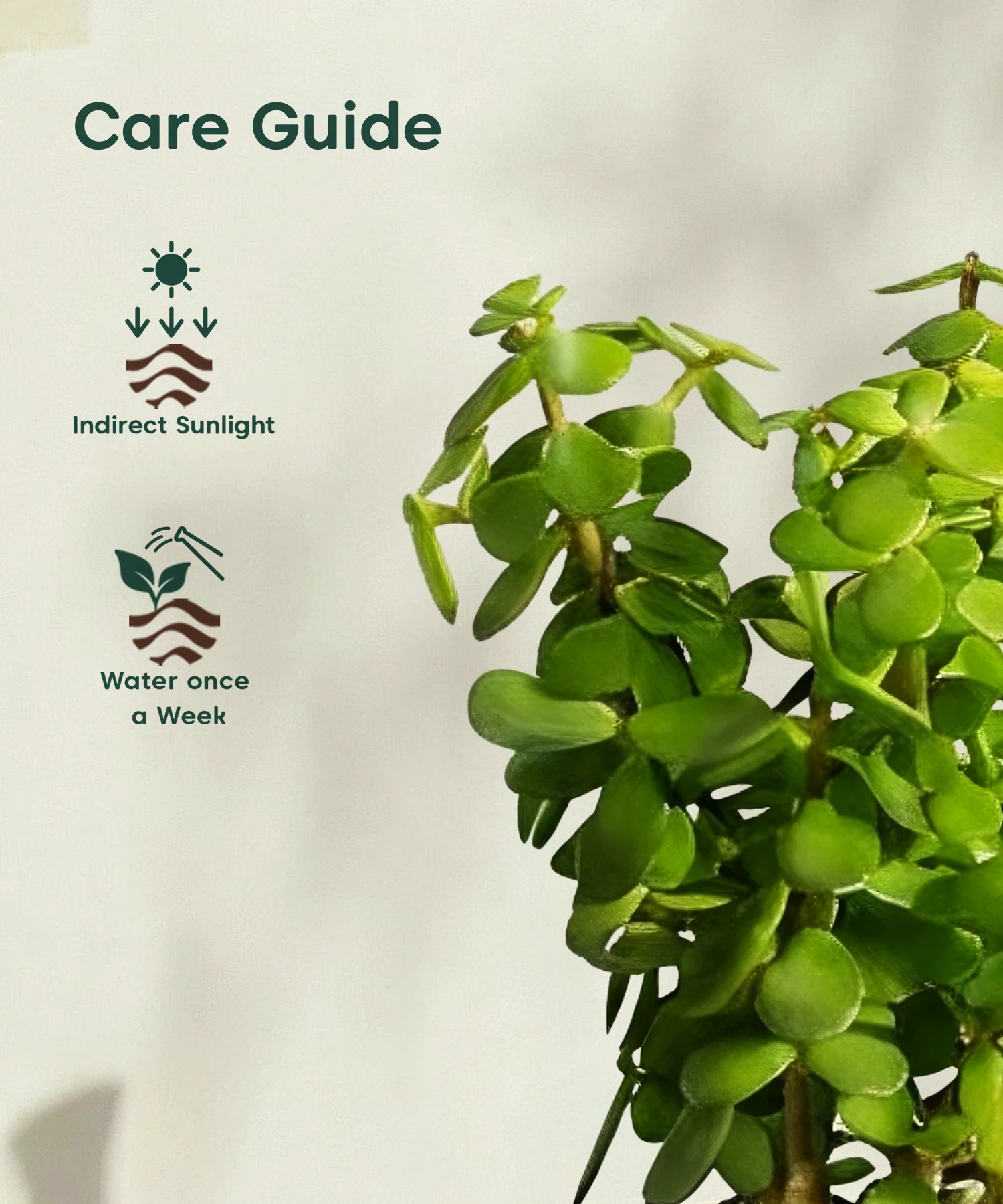Jade Plant with Aira Pot for corporate - Image 15