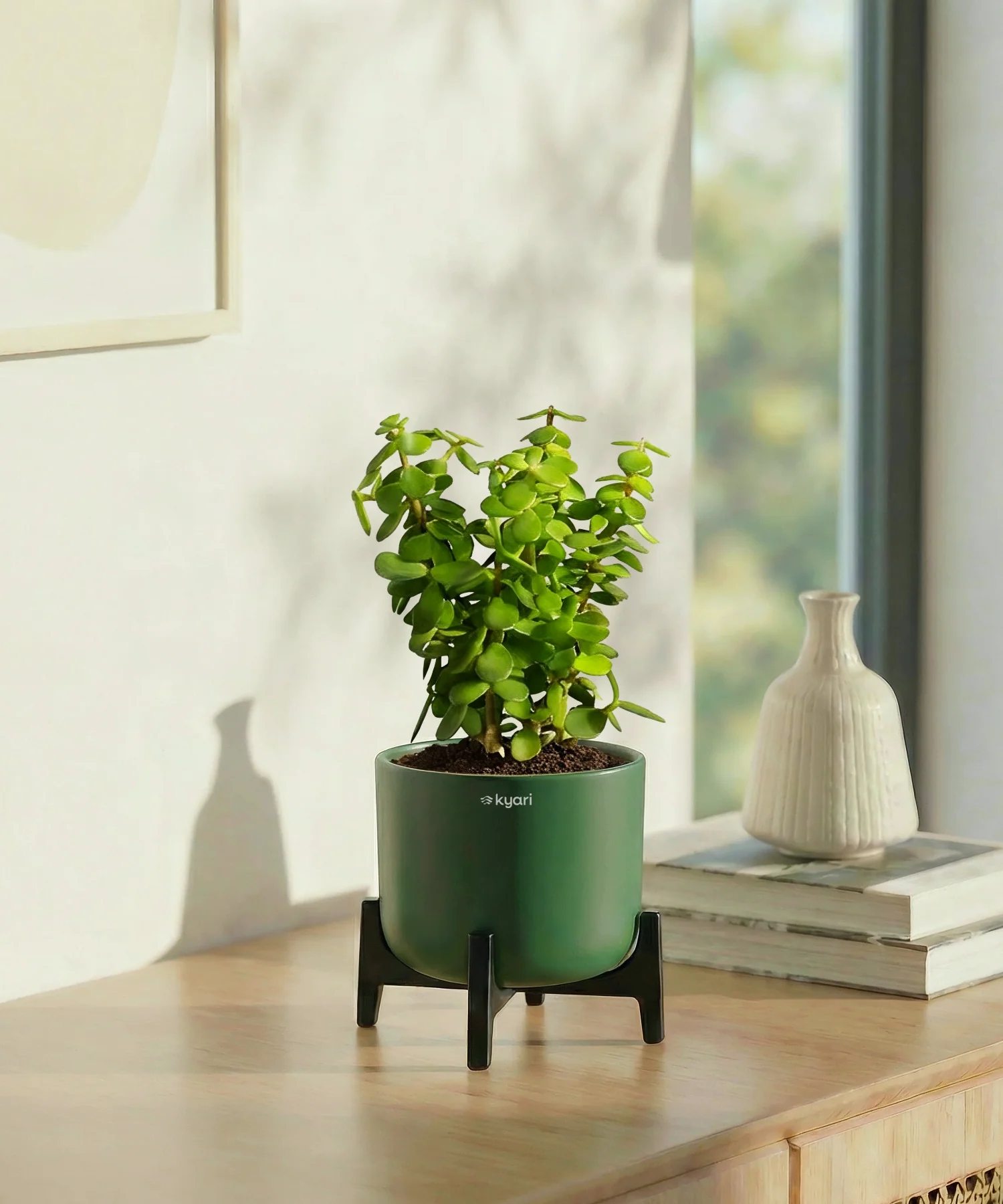 Jade Plant with Aira Pot for corporate - Image 16