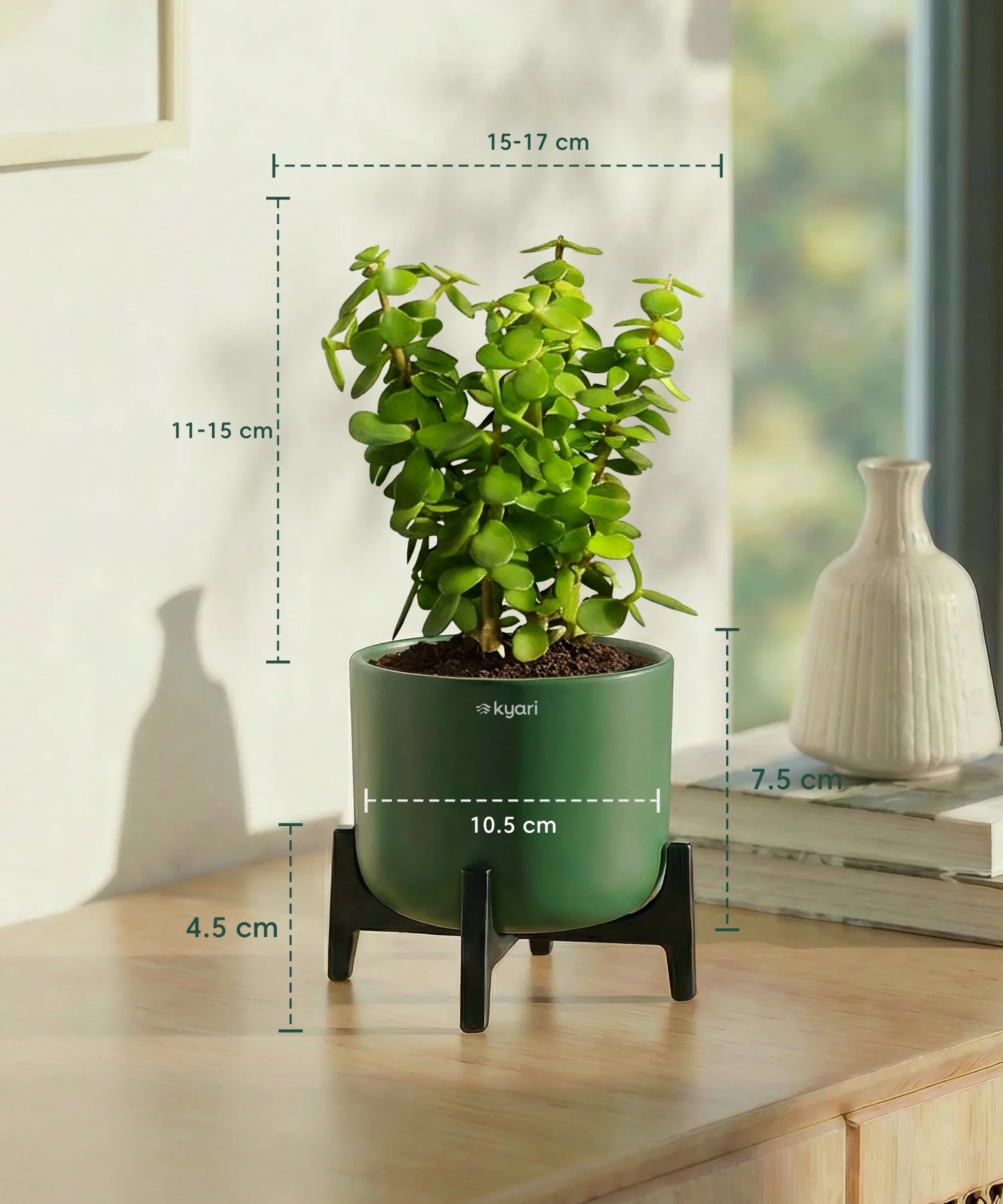 Jade Plant with Aira Pot for corporate - Image 17
