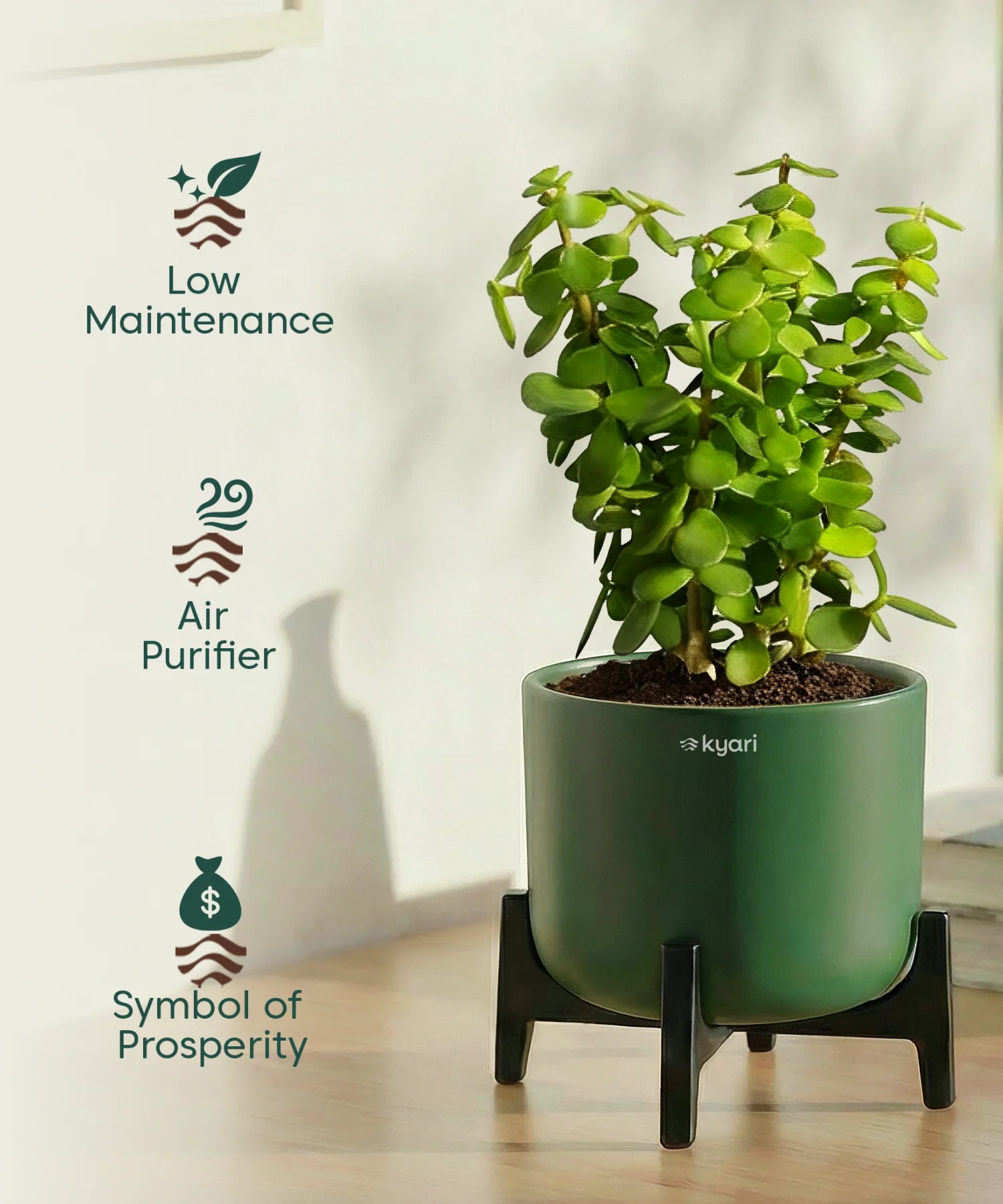 Jade Plant with Aira Pot for corporate - Image 19